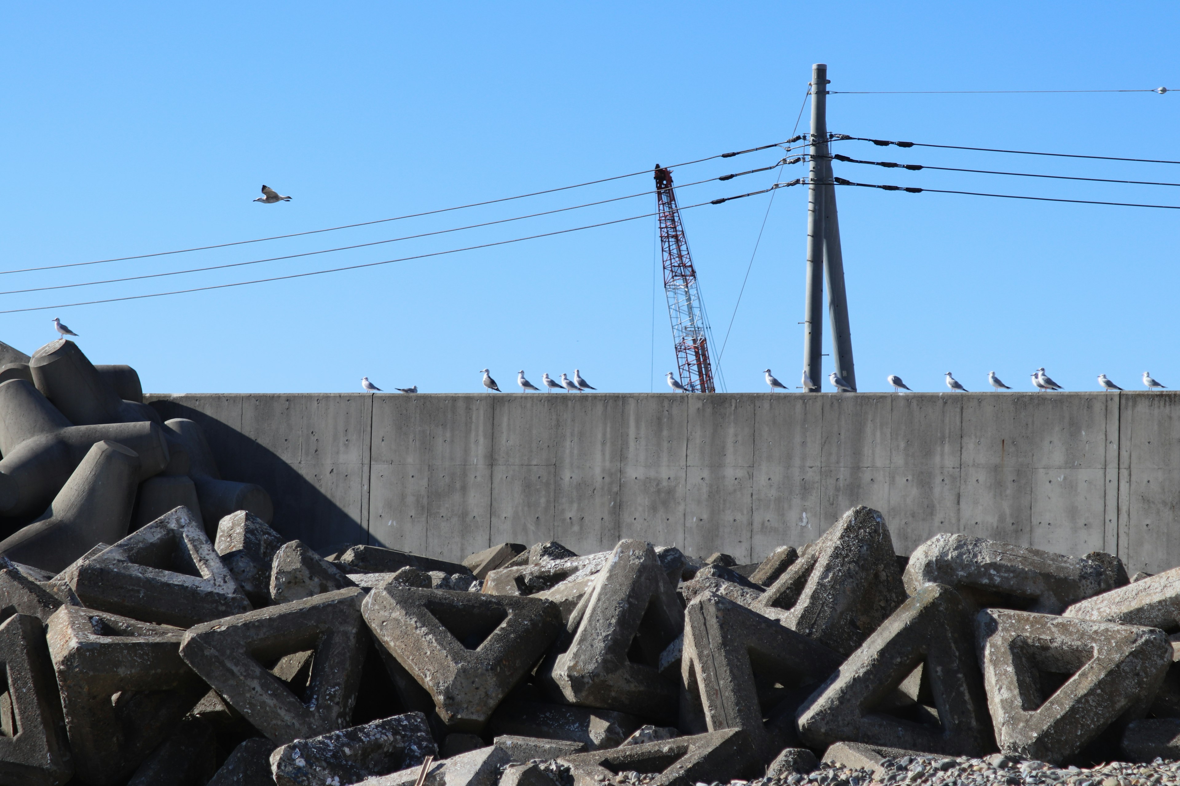 Bloques de concreto en la costa con aves posadas encima