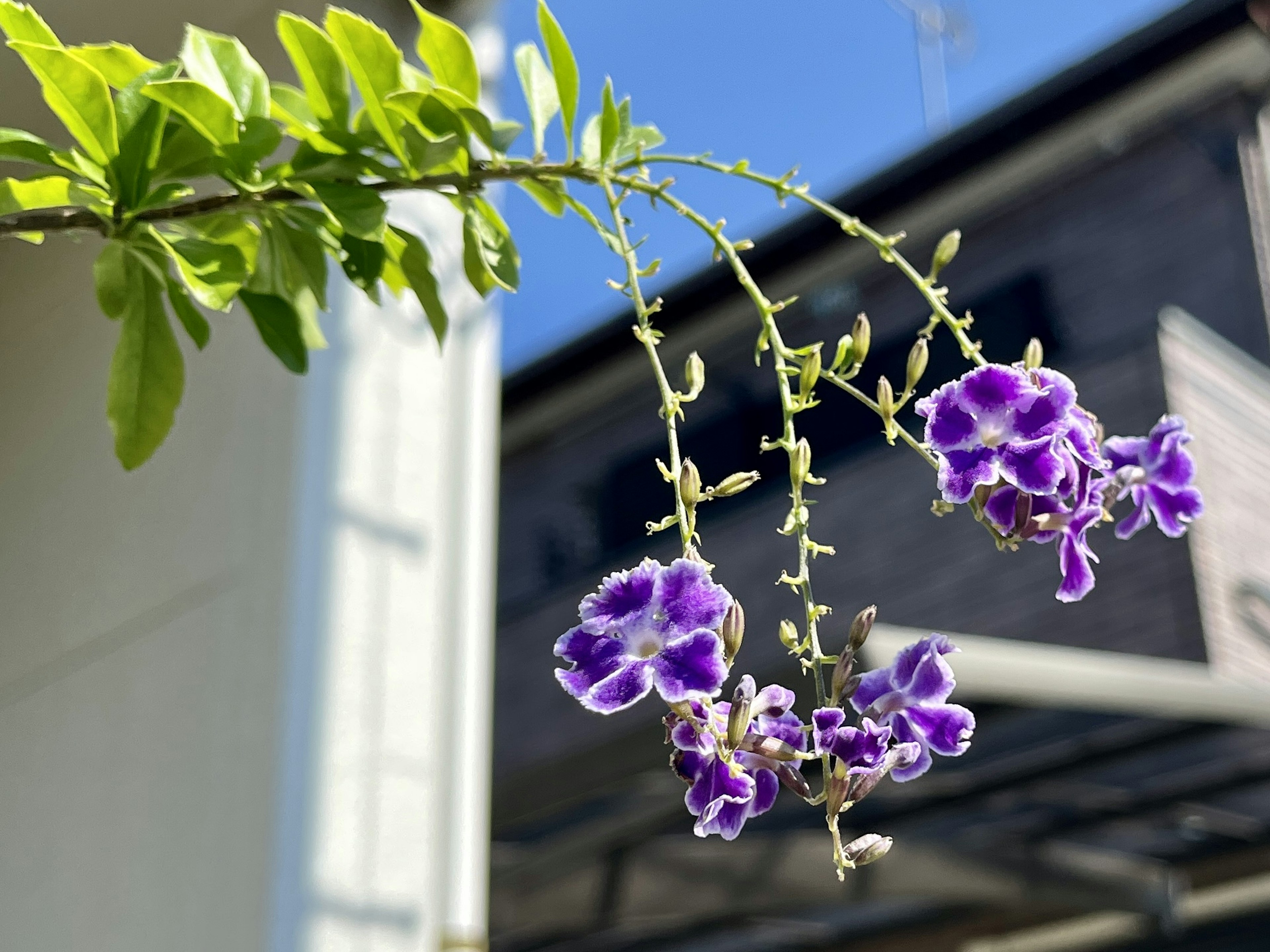 青空と紫色の花が咲く枝のクローズアップ