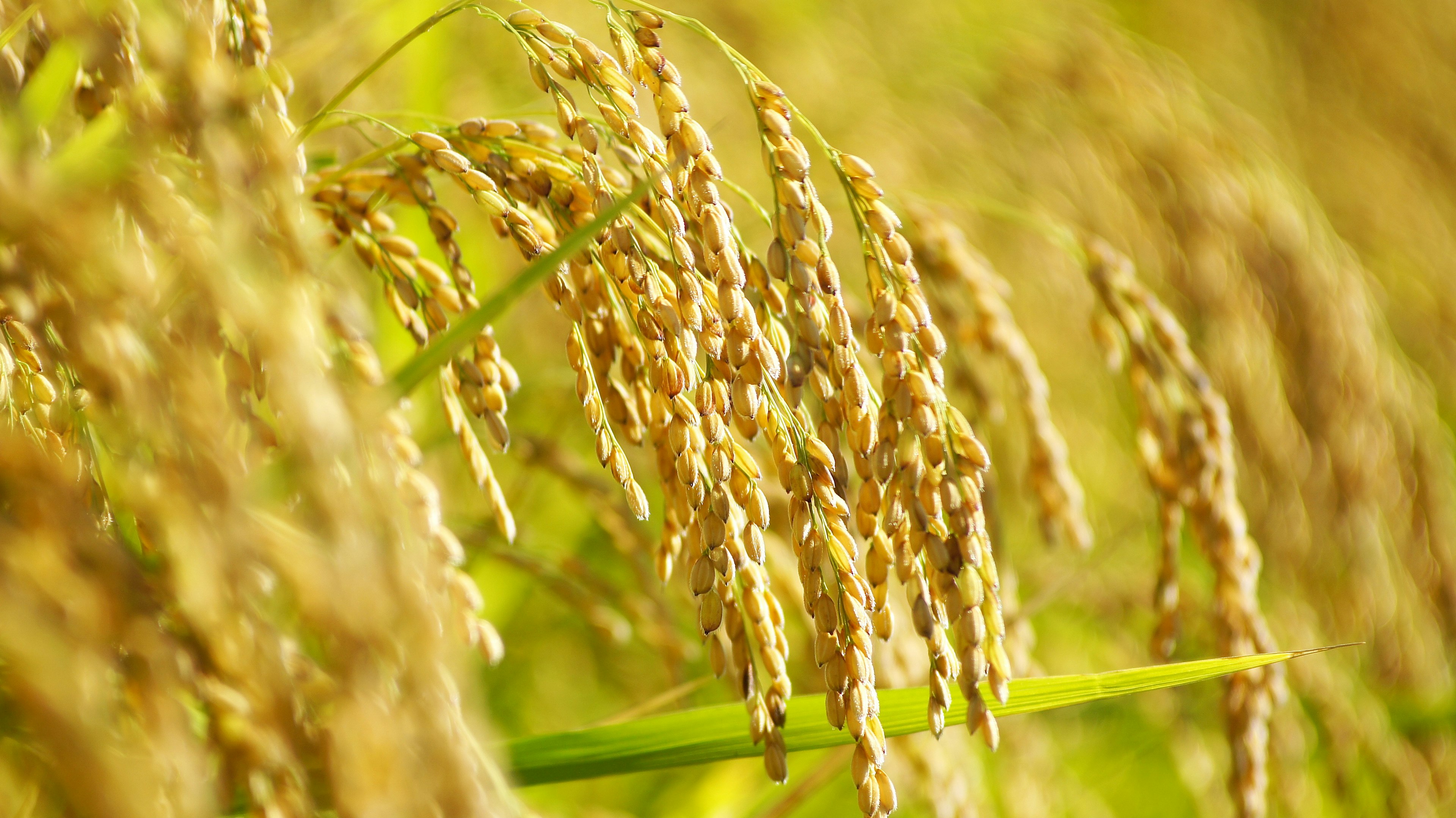 Granos de arroz dorados meciéndose en un campo bajo el sol