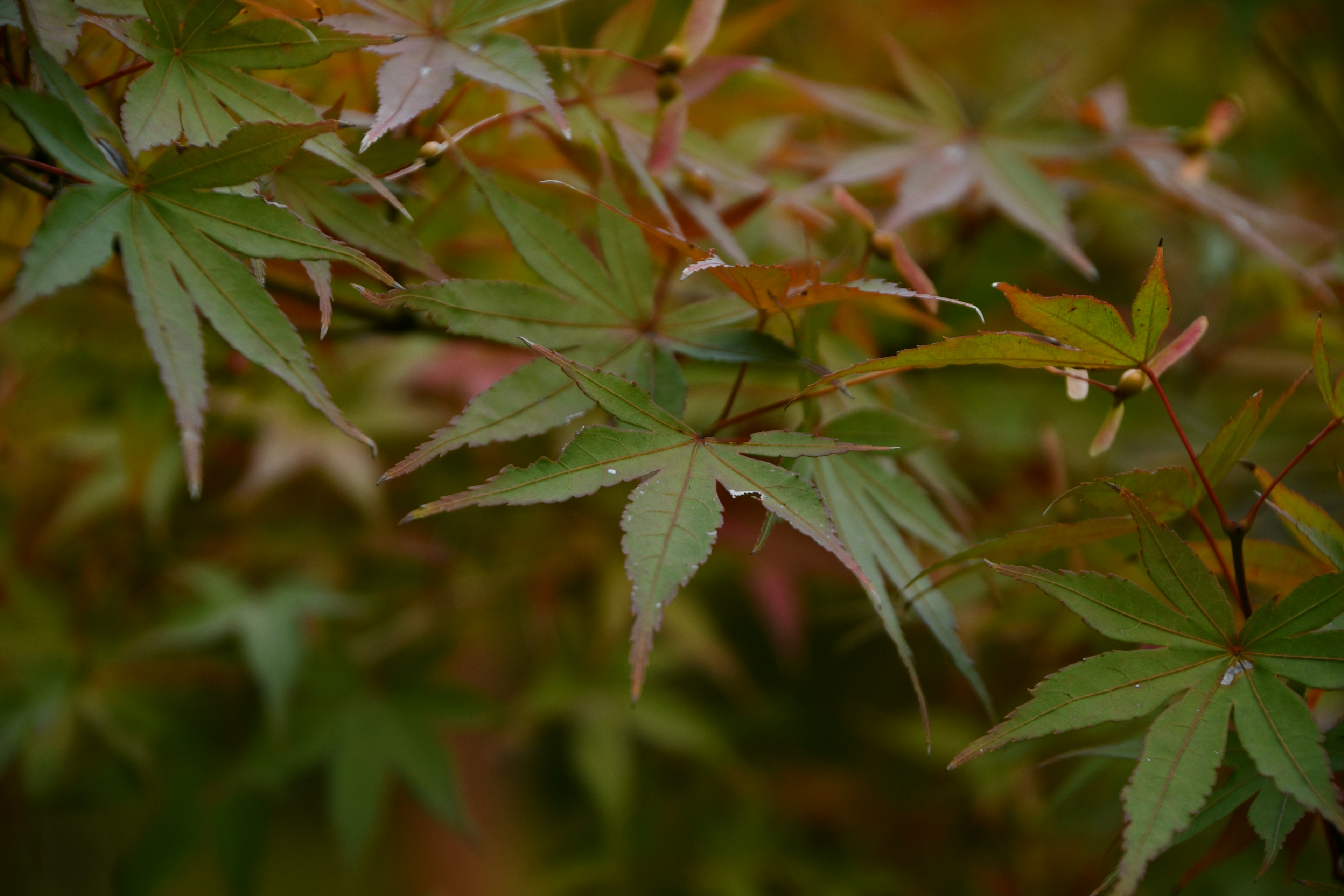 Vibrant maple leaves in various shades among branches