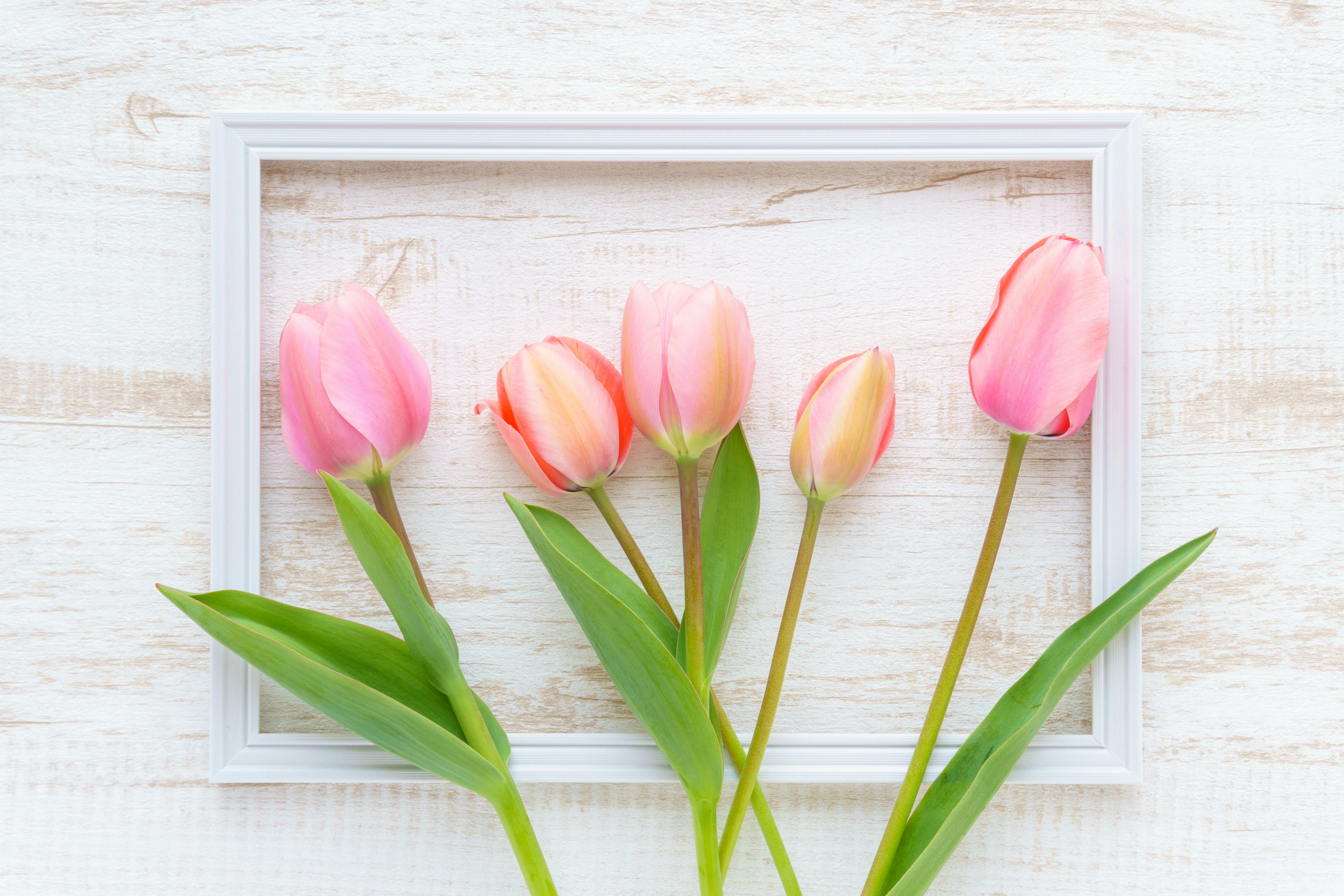 Tulip merah muda disusun dalam bingkai putih di atas latar belakang kayu terang