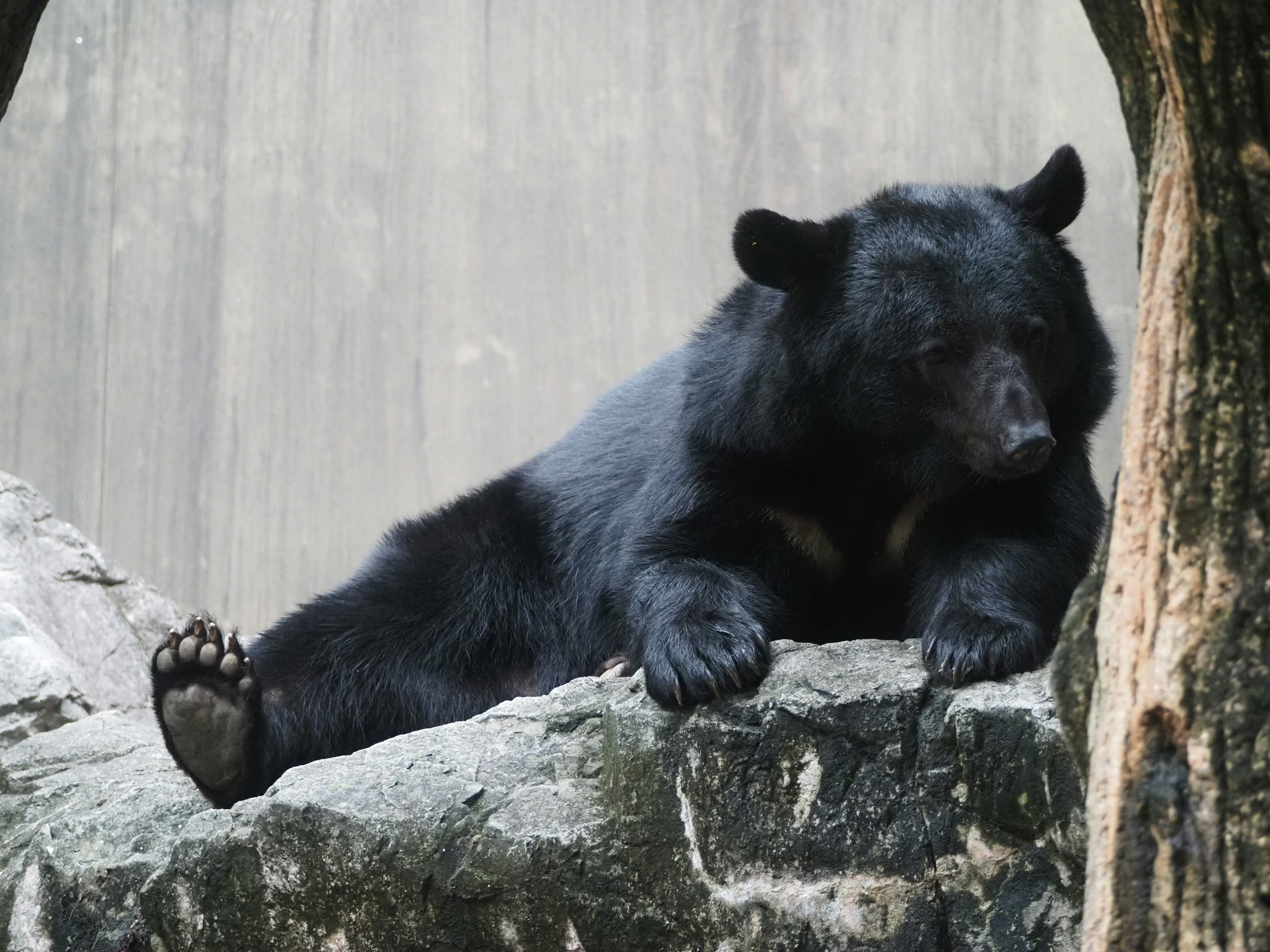 Ein schwarzer Bär, der sich auf einem Felsen ausruht