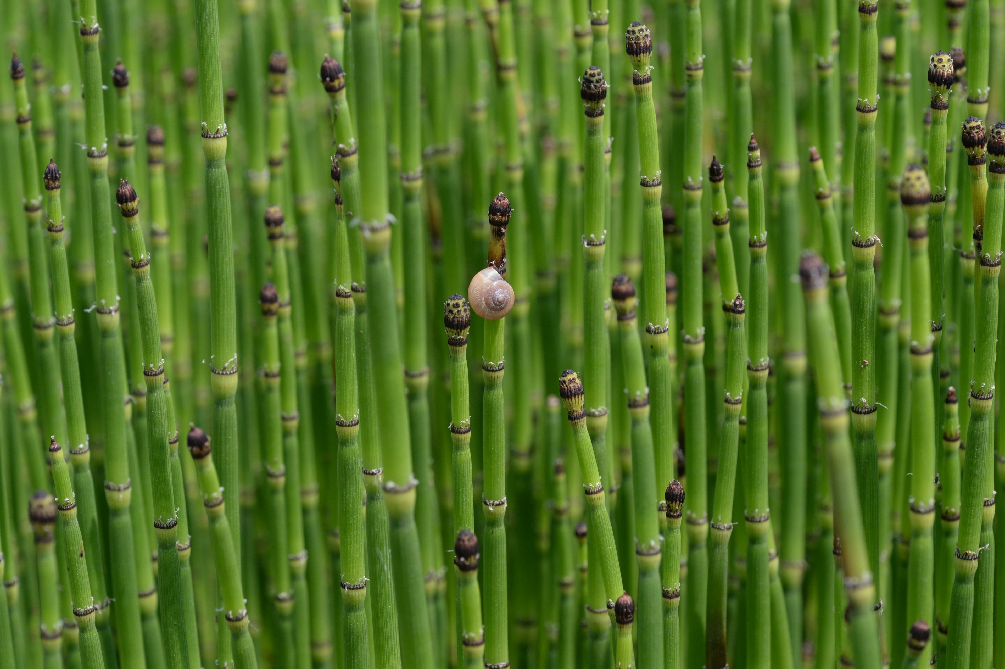 Planta verde densa que se asemeja al bambú con texturas únicas