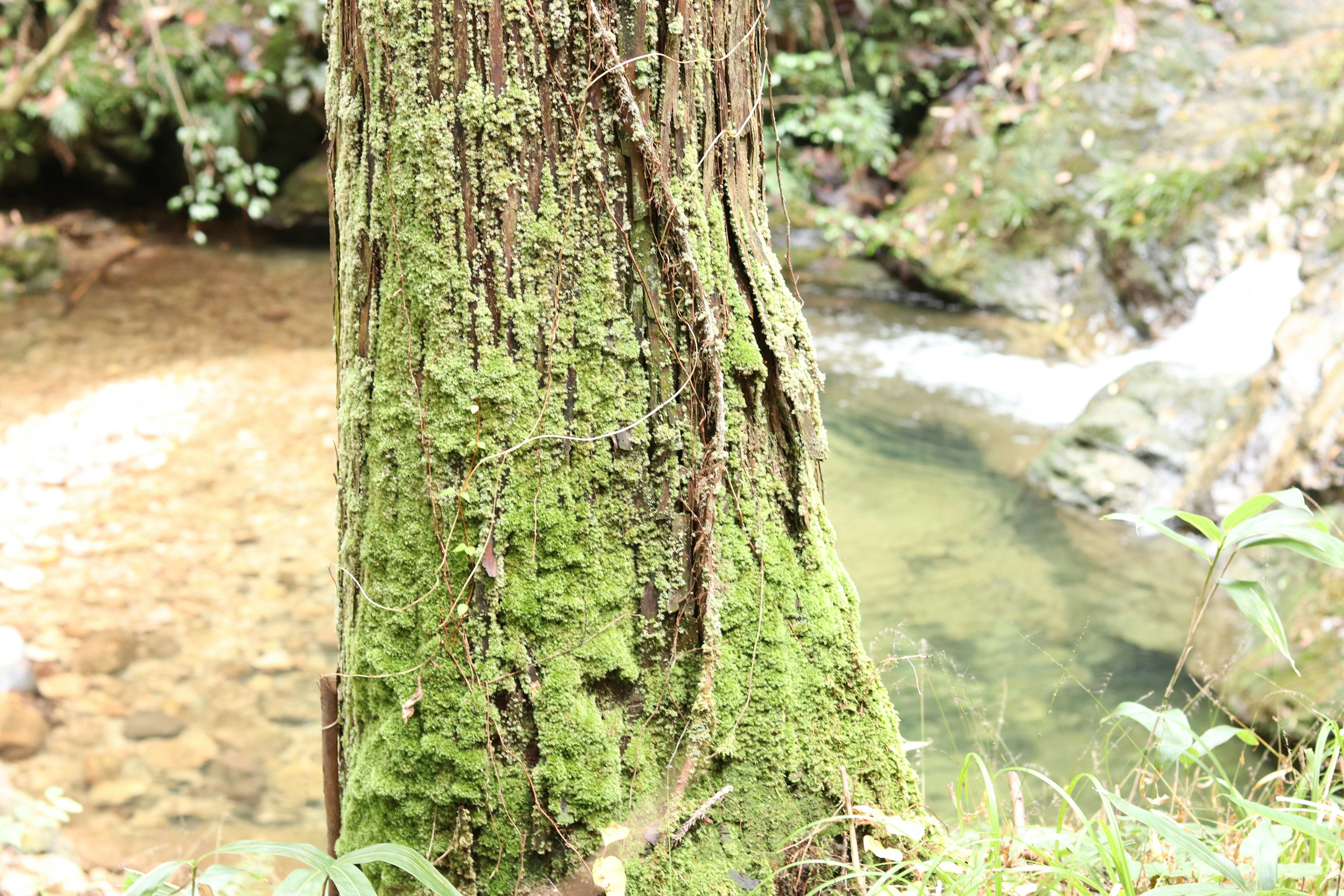 Fusto di albero ricoperto di muschio in una foresta lussureggiante con un ruscello che scorre