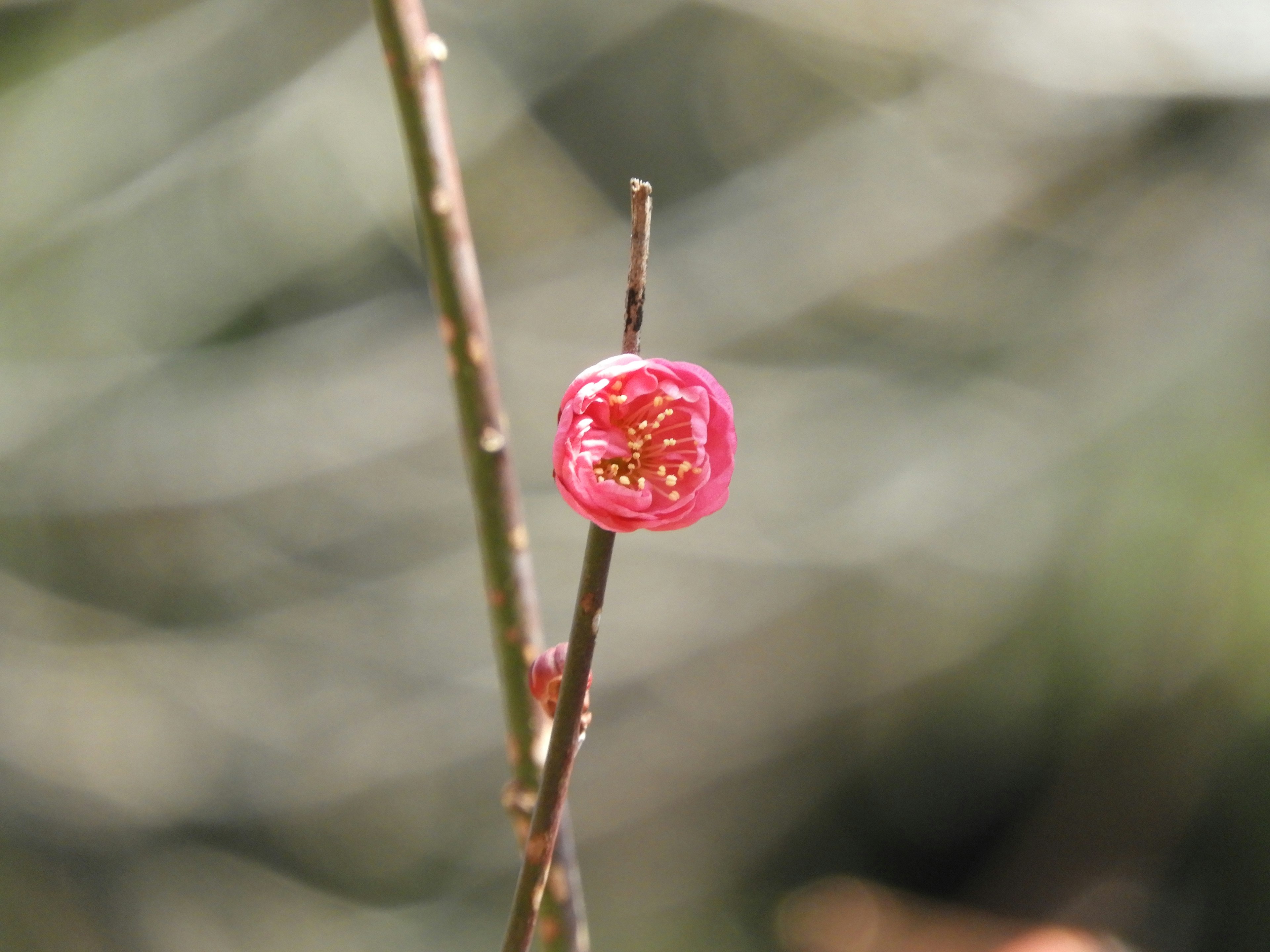 Vibrant pink flower blooming on a thin branch