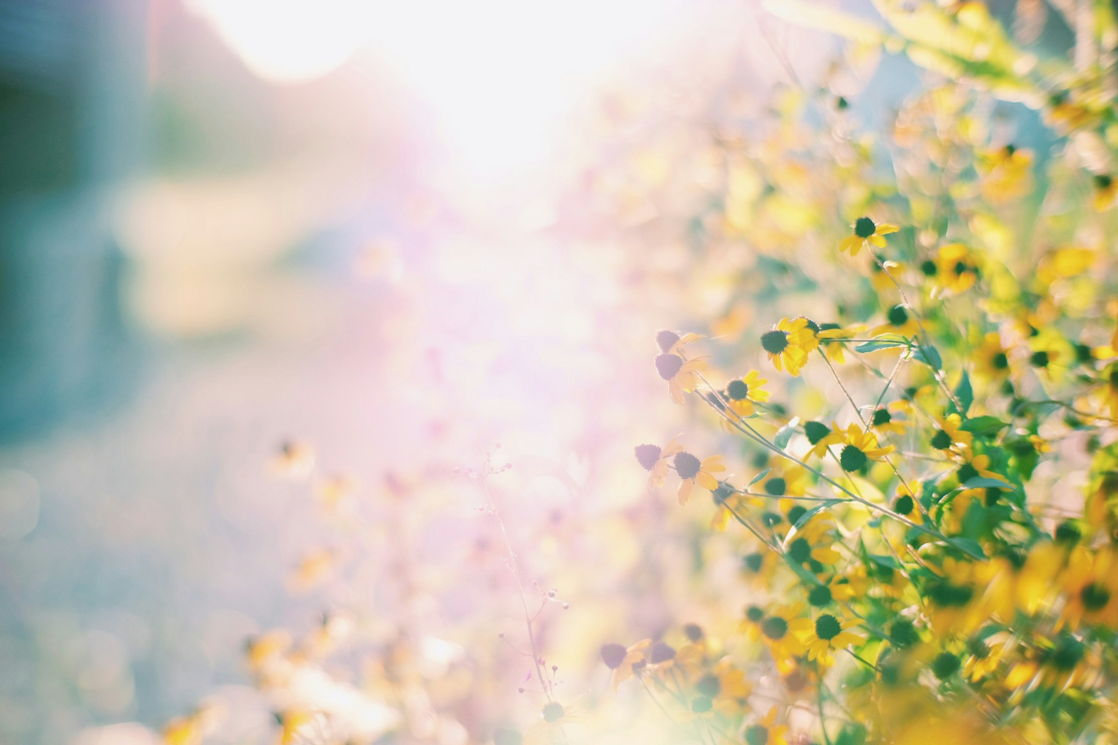 Sanftes Licht, das gelbe Blumen und grüne Blätter mit einem verschwommenen Hintergrund beleuchtet