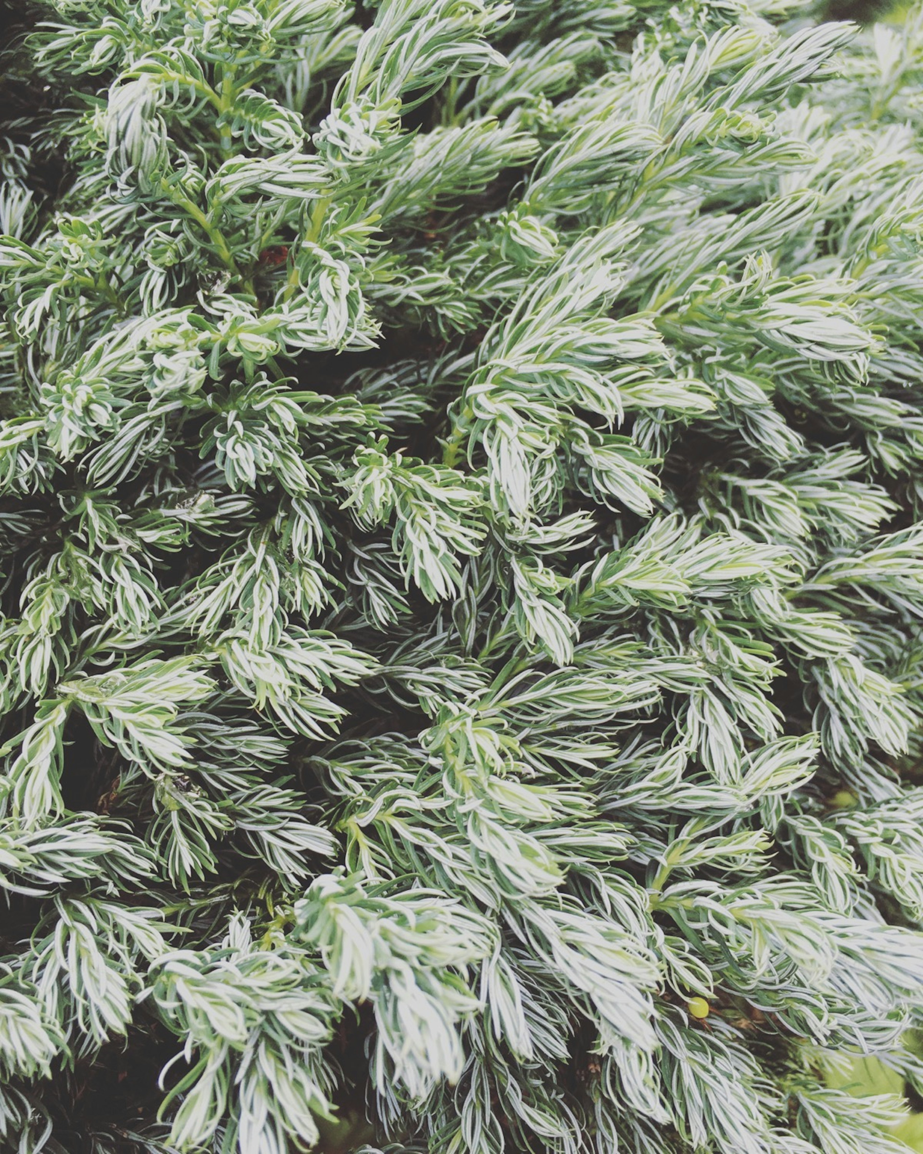 Close-up image of a dense green foliage plant