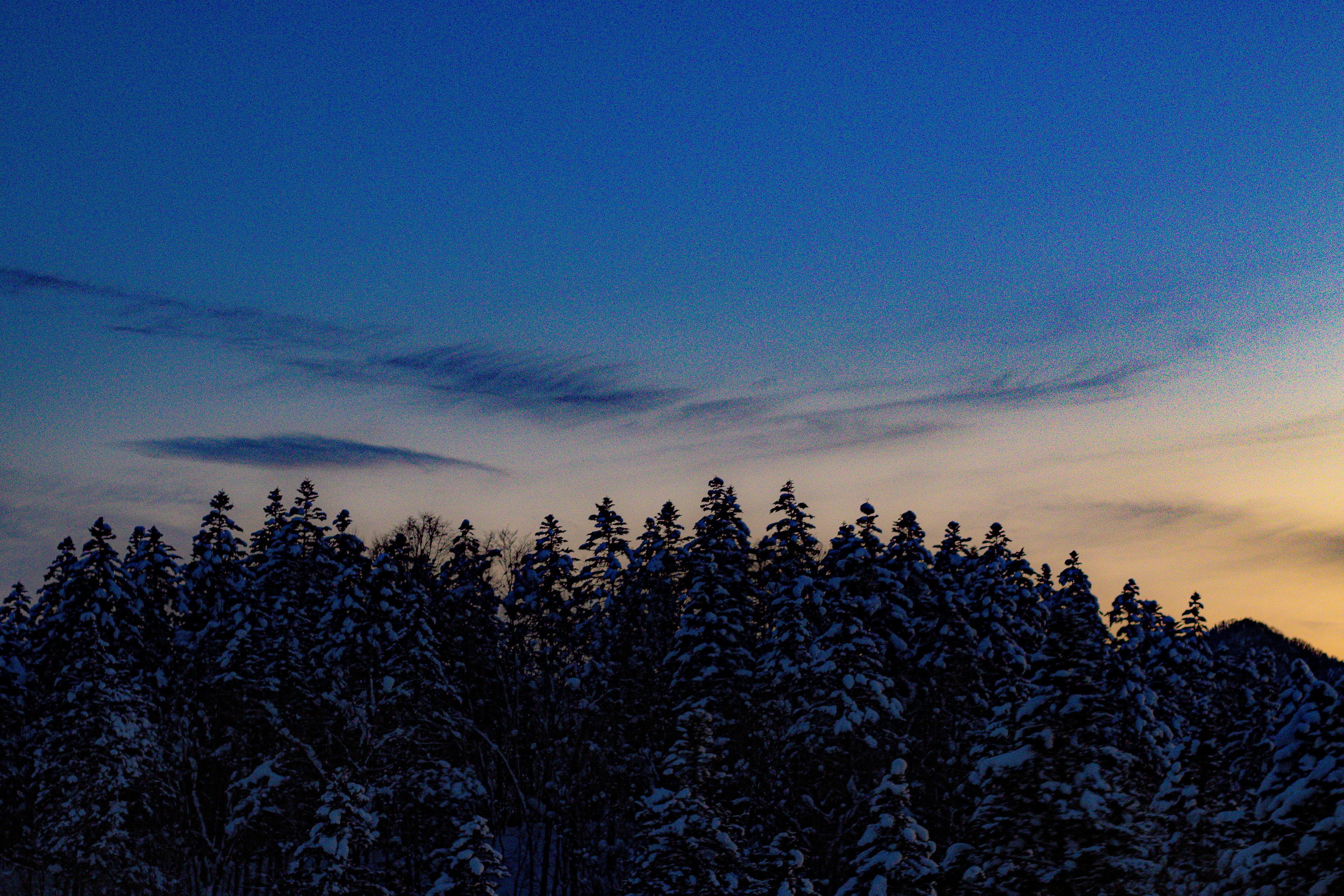 Schneebedeckte Bäume mit blauem Himmel bei Sonnenuntergang