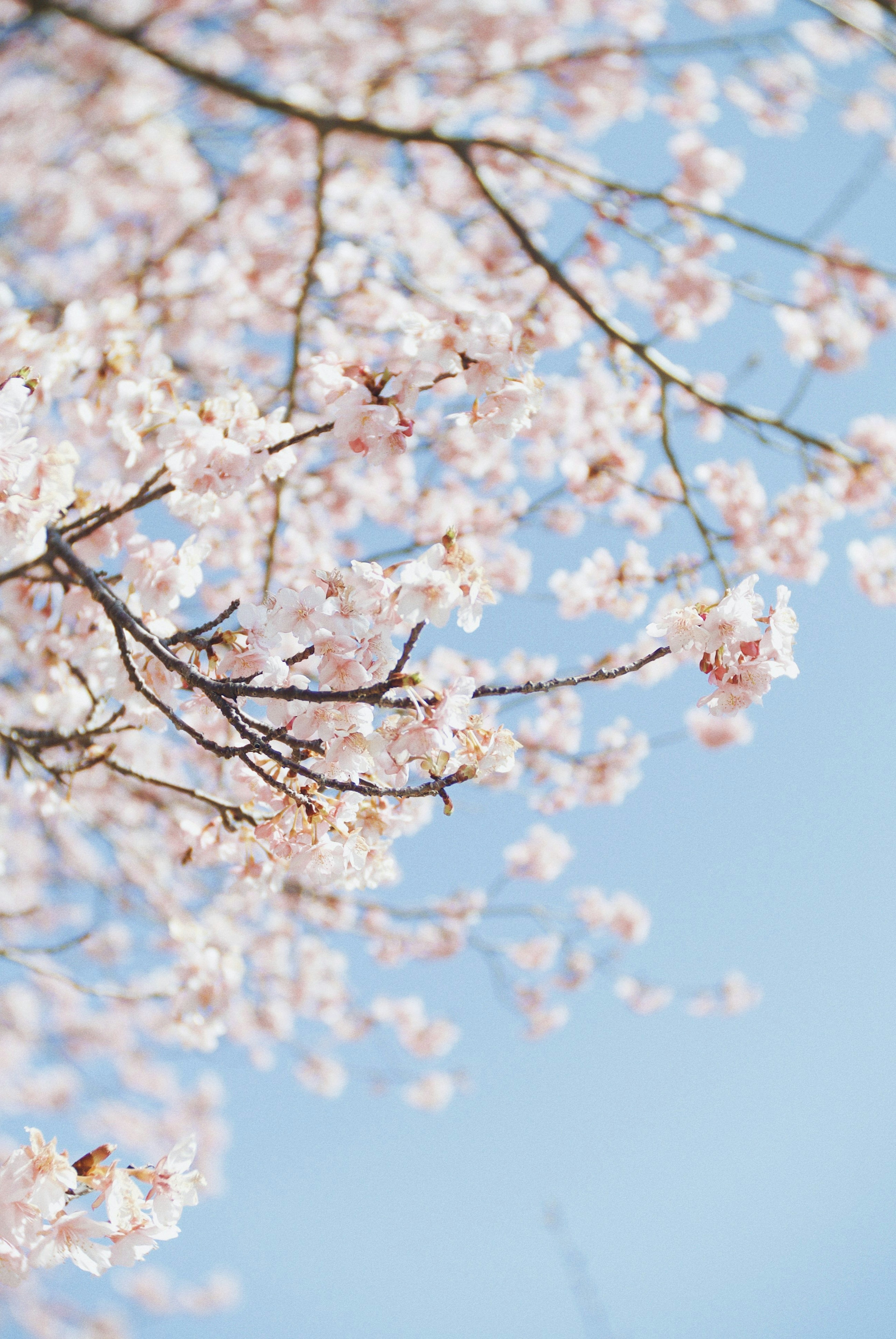 青空の下に咲く桜の花びらと枝