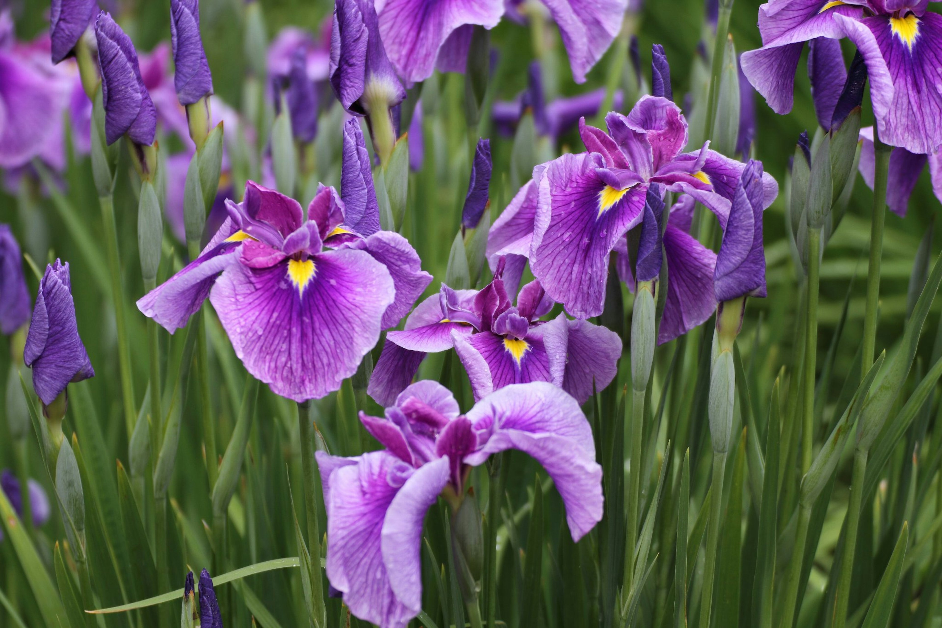 Purple iris flowers blooming among green grass