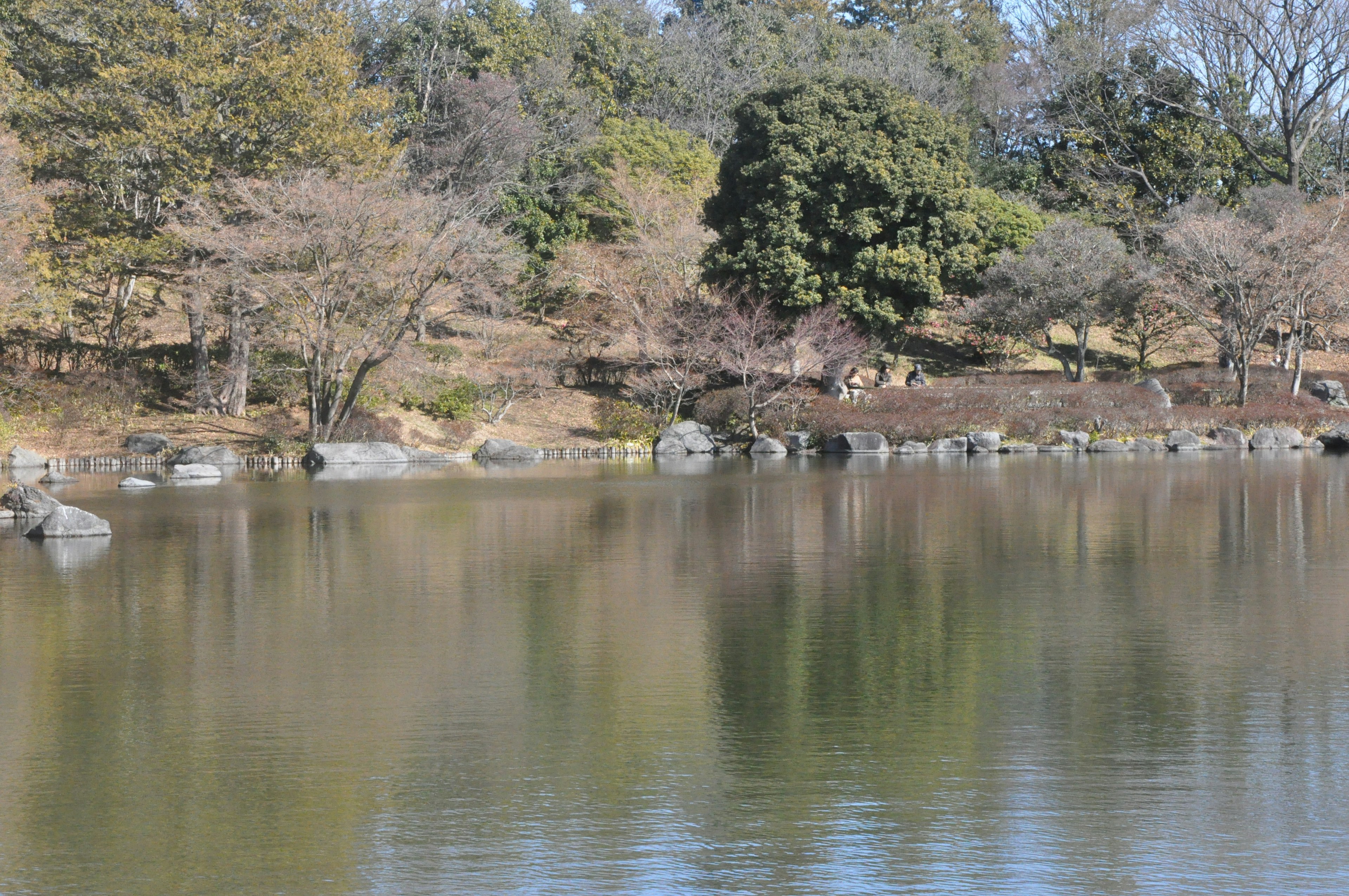 Calm pond with reflections and surrounding trees