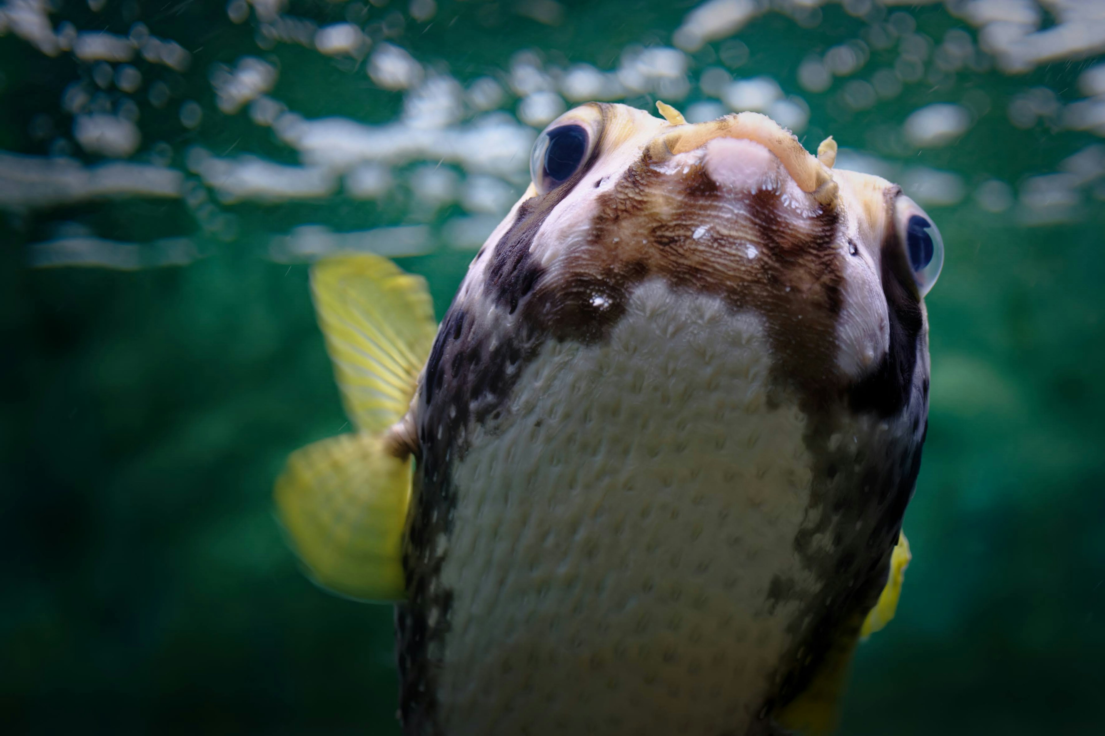 Primer plano de un pez emergiendo del agua con aletas amarillas vibrantes y patrones únicos