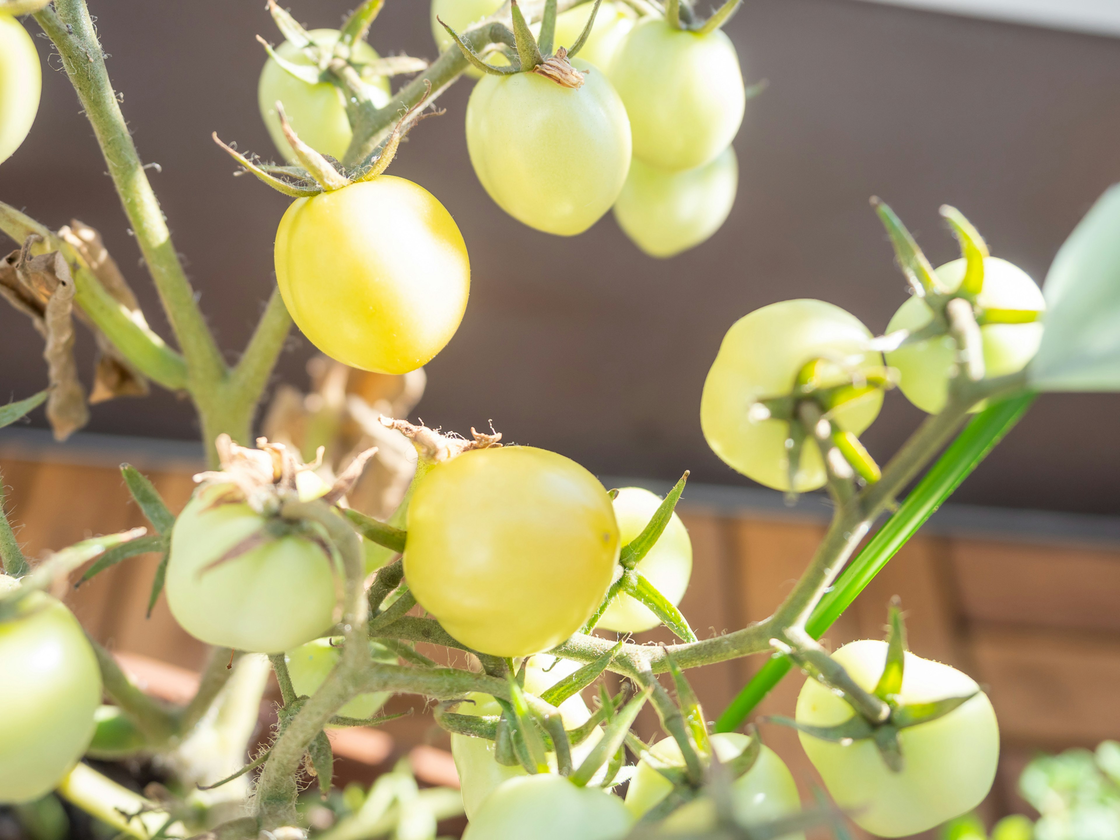 Tomates vertes poussant sur une vigne