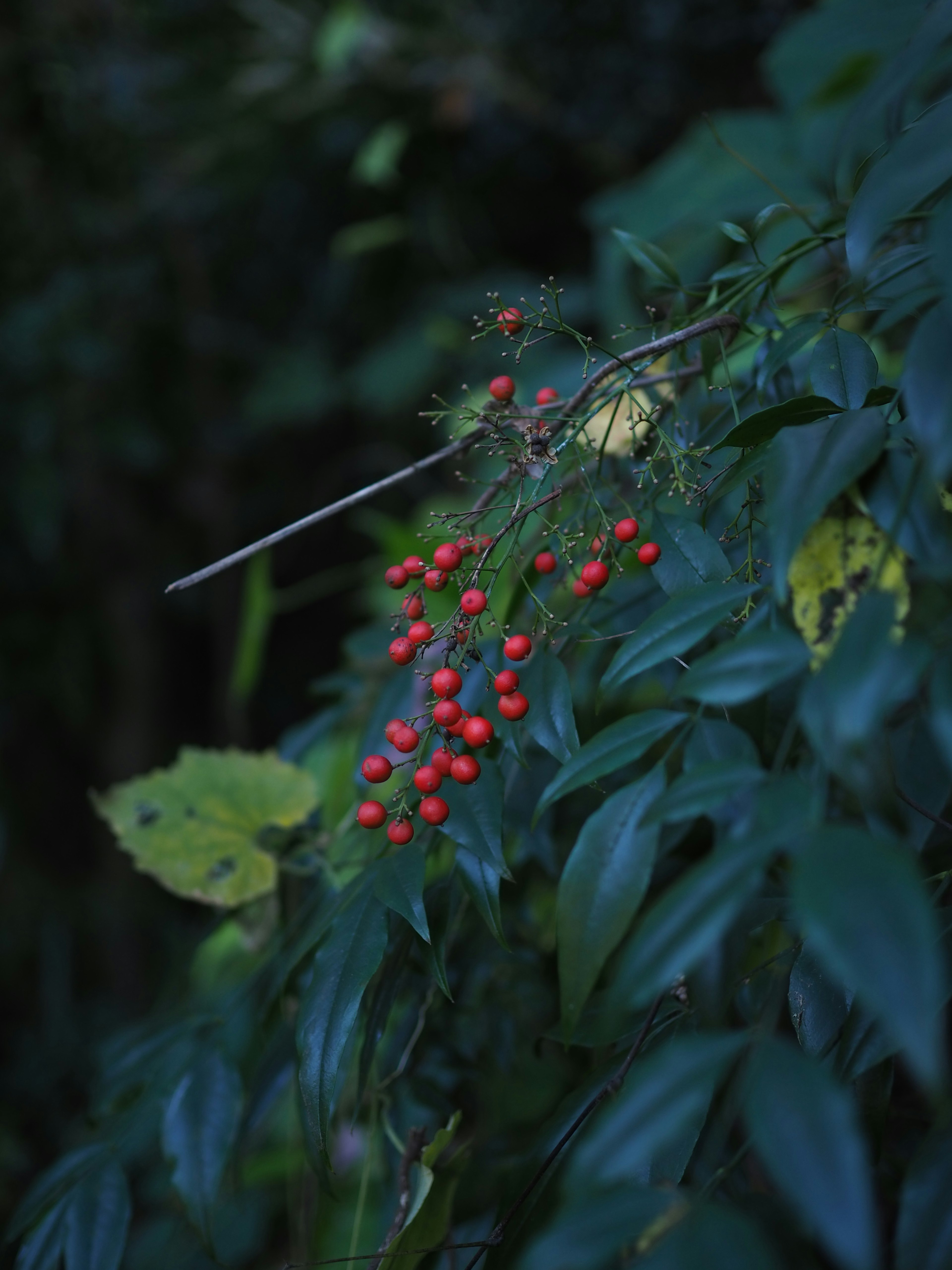 Close-up tanaman dengan buah merah di antara daun hijau