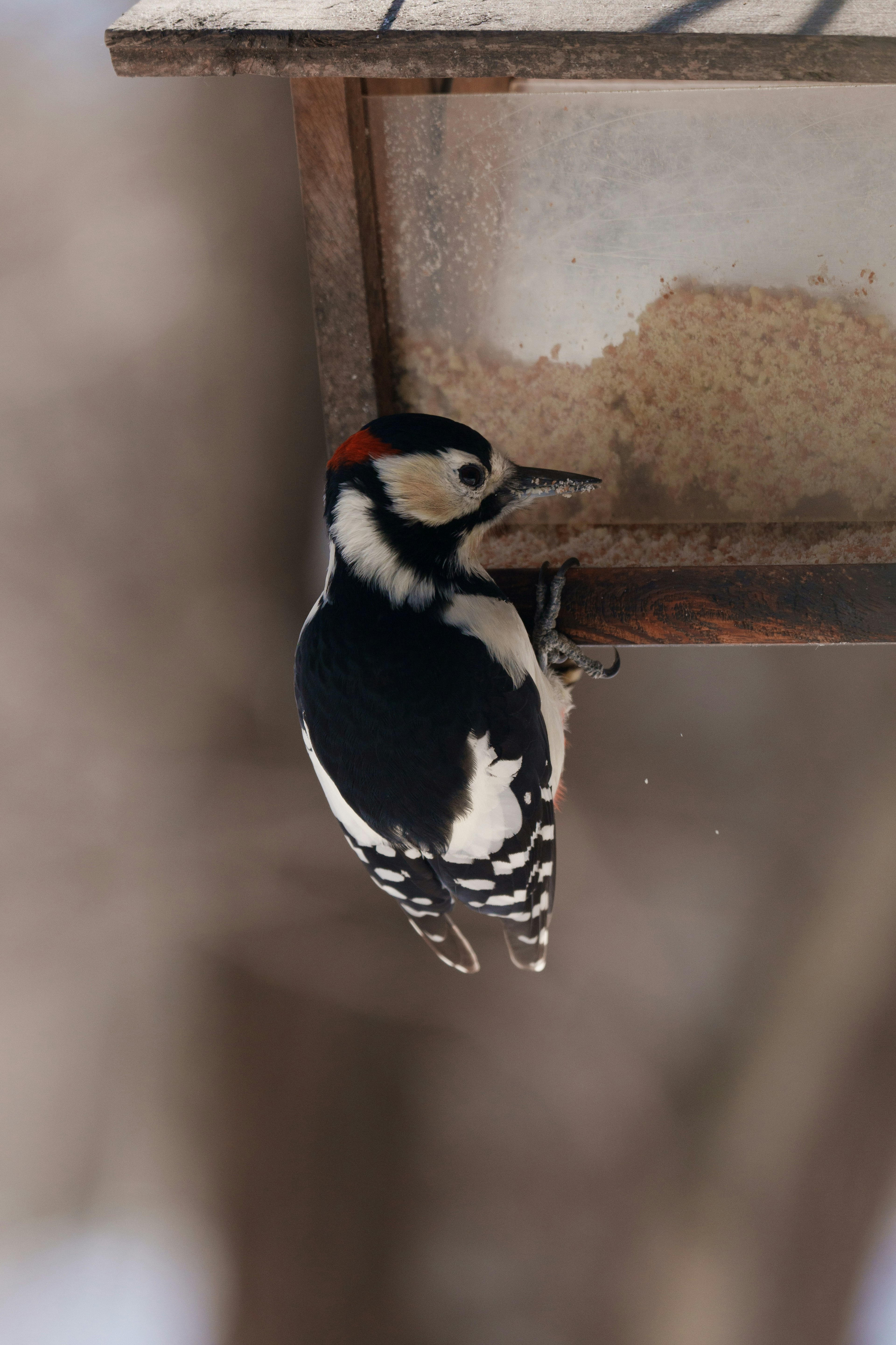 Imagen de un pájaro carpintero posado en un comedero con plumas blancas y negras y una corona roja