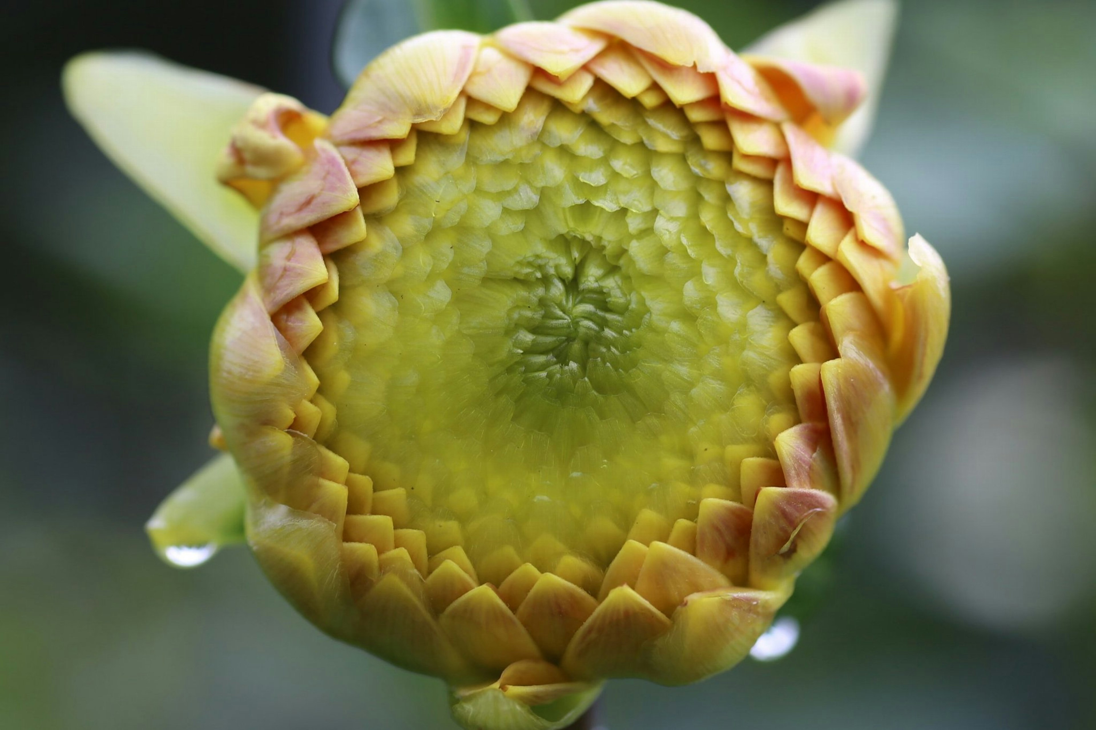 Green lotus flower bud with intricate patterns and yellow petals