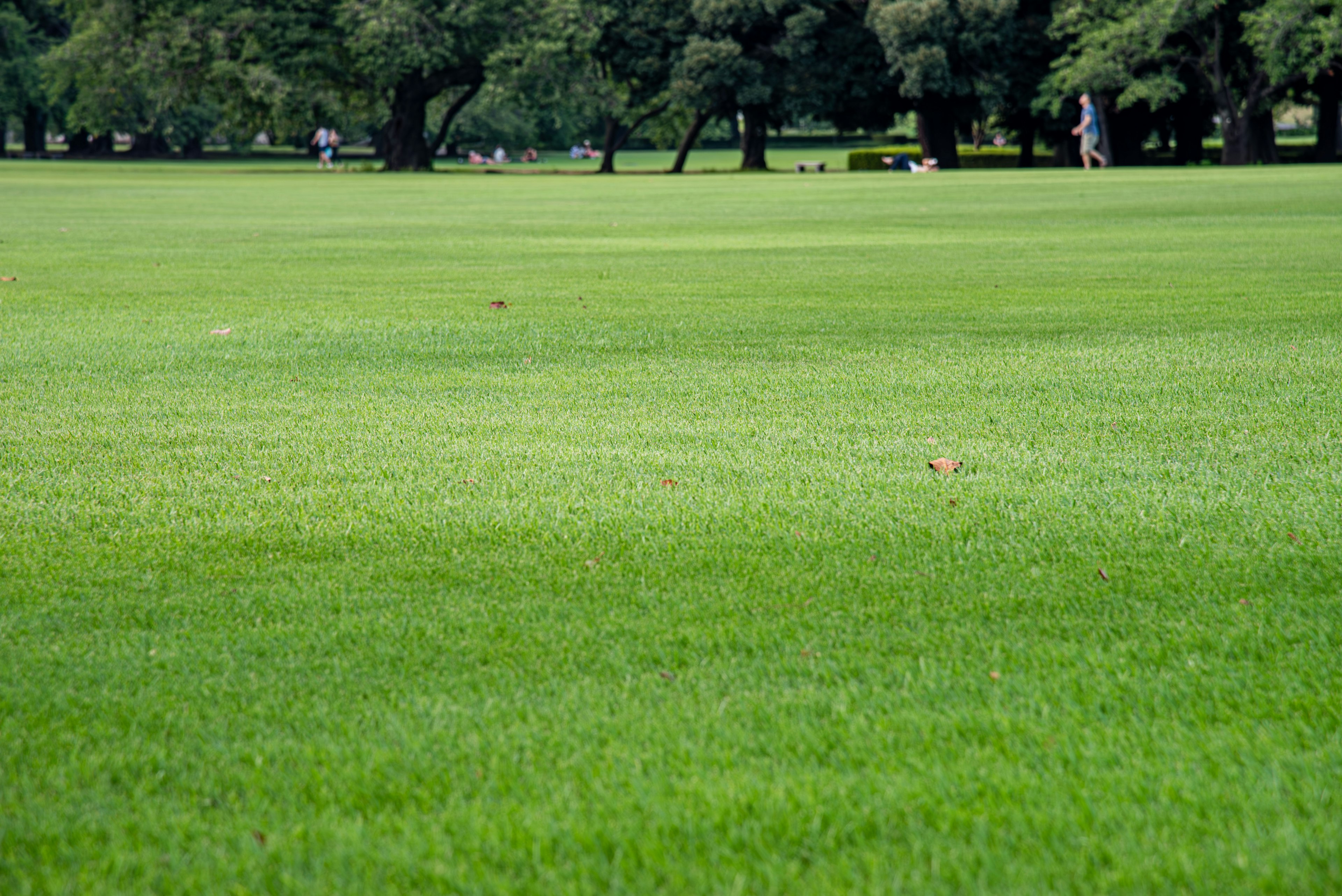 Expansive green lawn with scattered trees