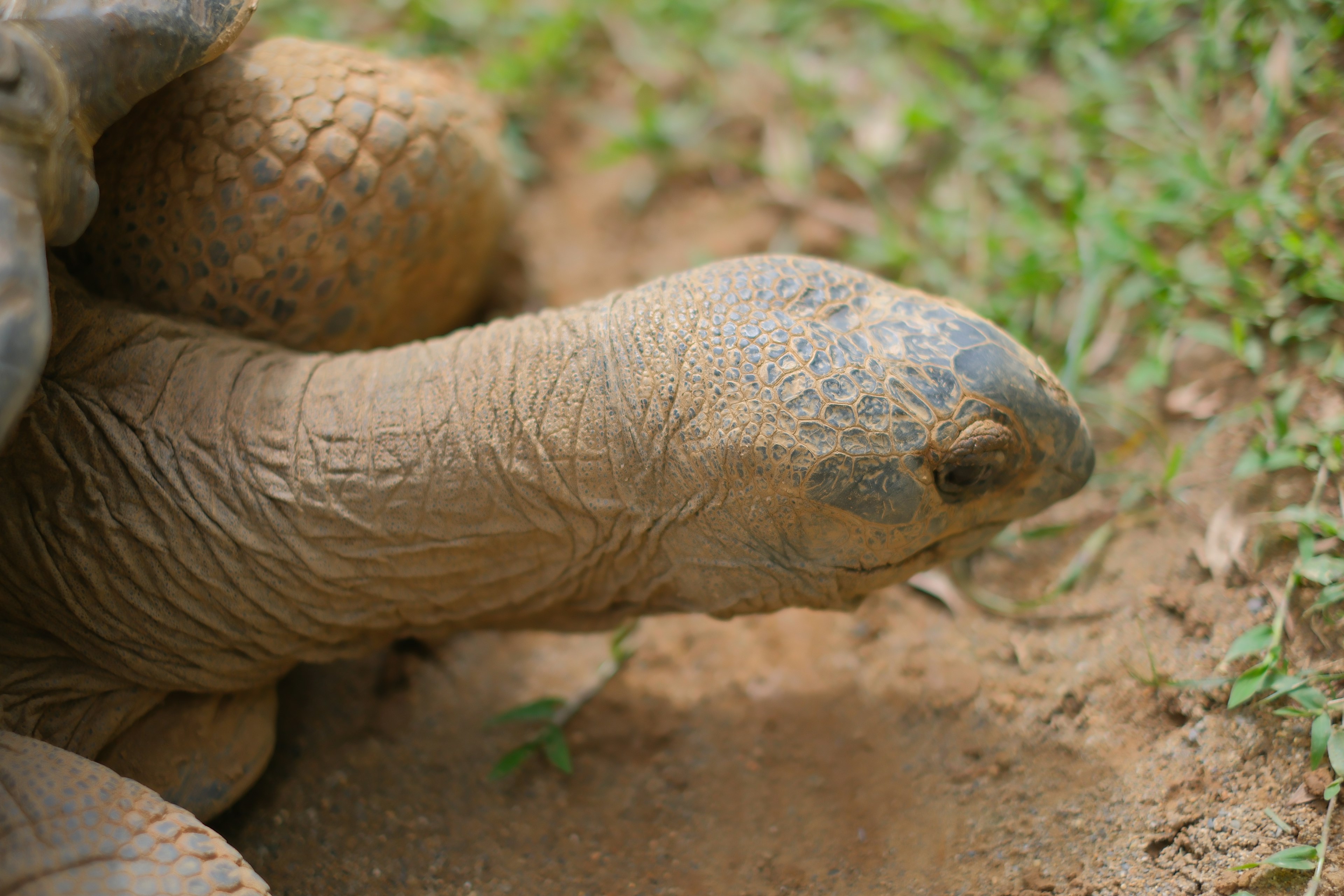 Gros plan sur la tête d'une tortue avec de l'herbe en arrière-plan