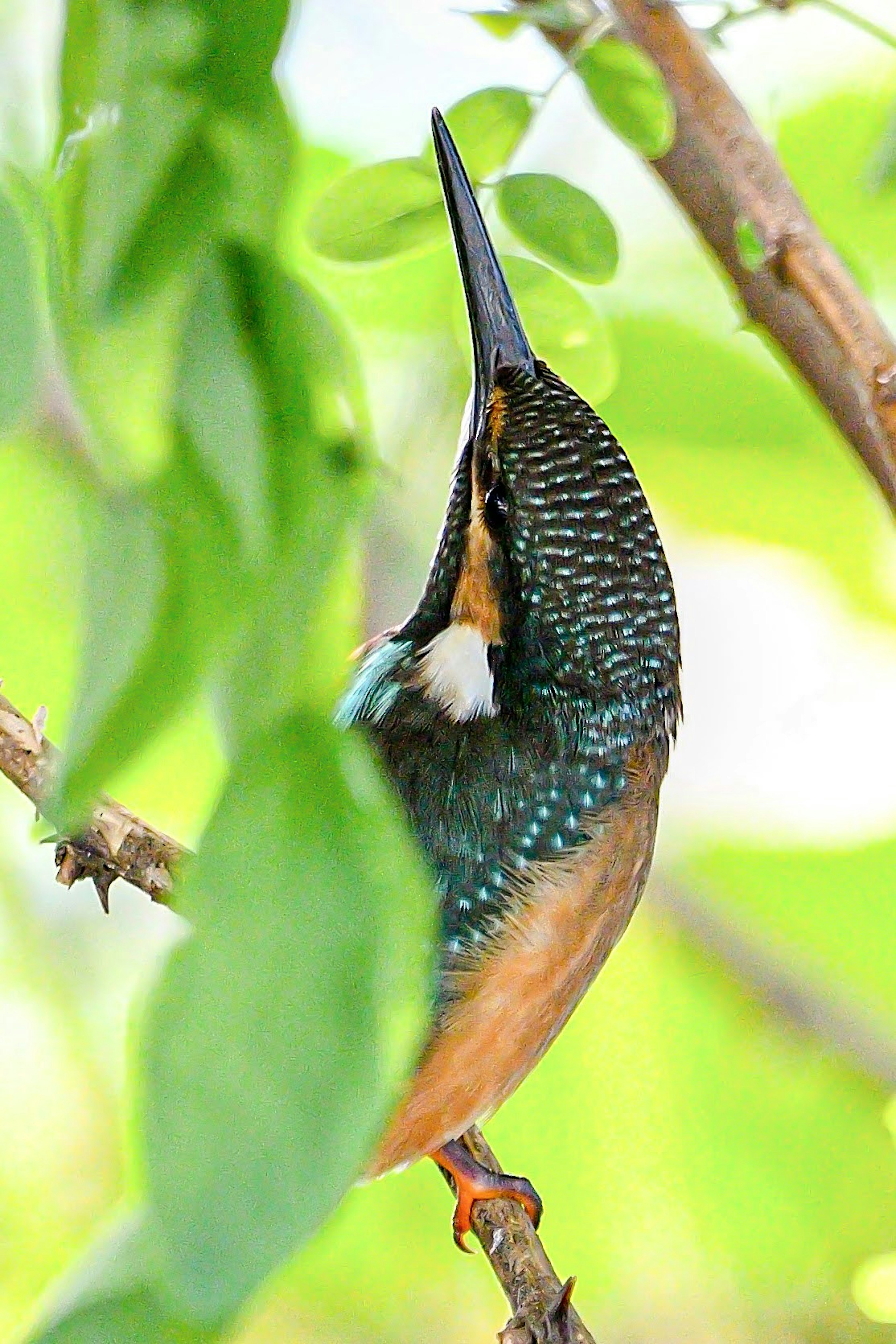 Burung kingfisher yang indah bertengger di dahan bulu cerah dan daun hijau