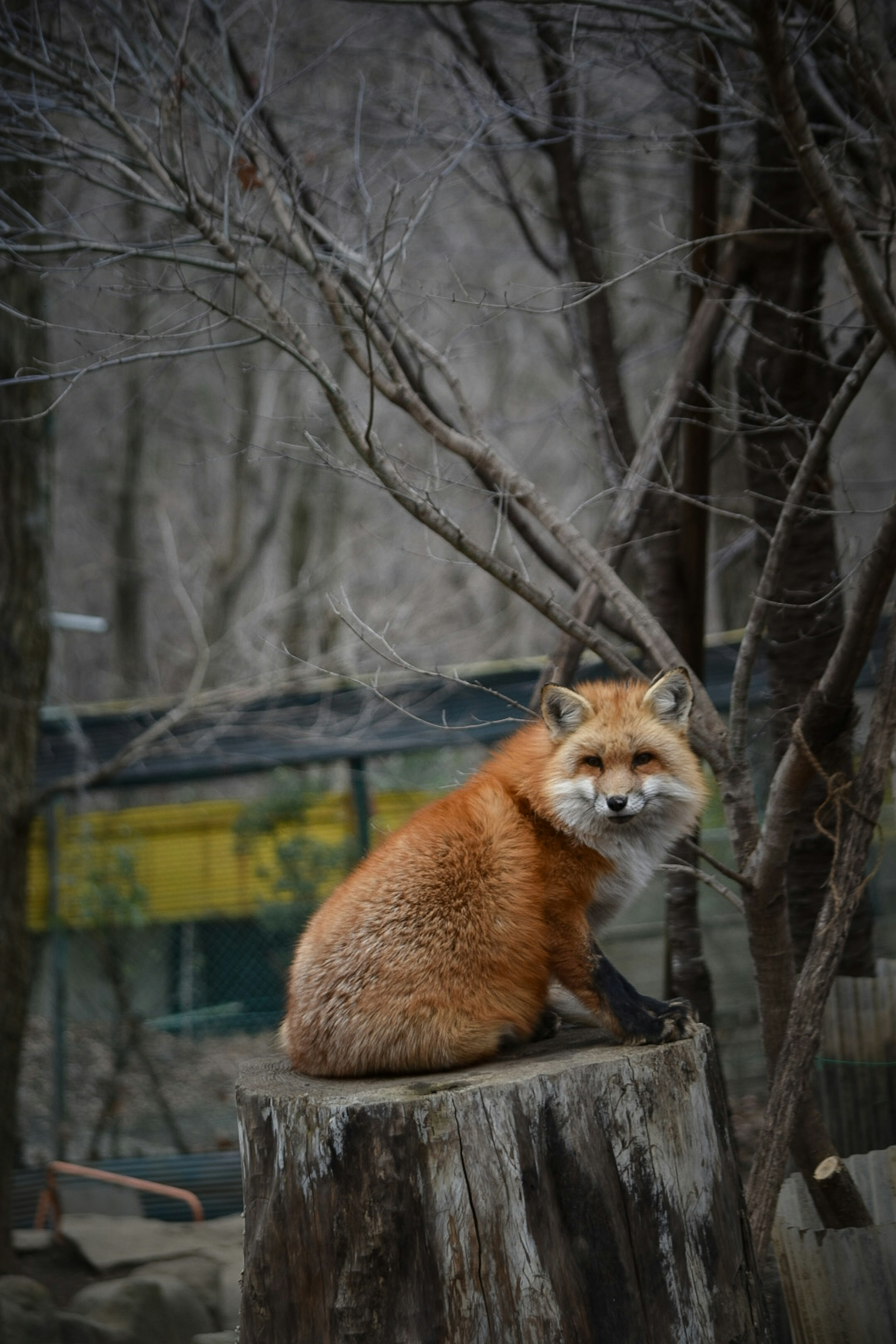 木の切り株に座っているオレンジ色のキツネの写真