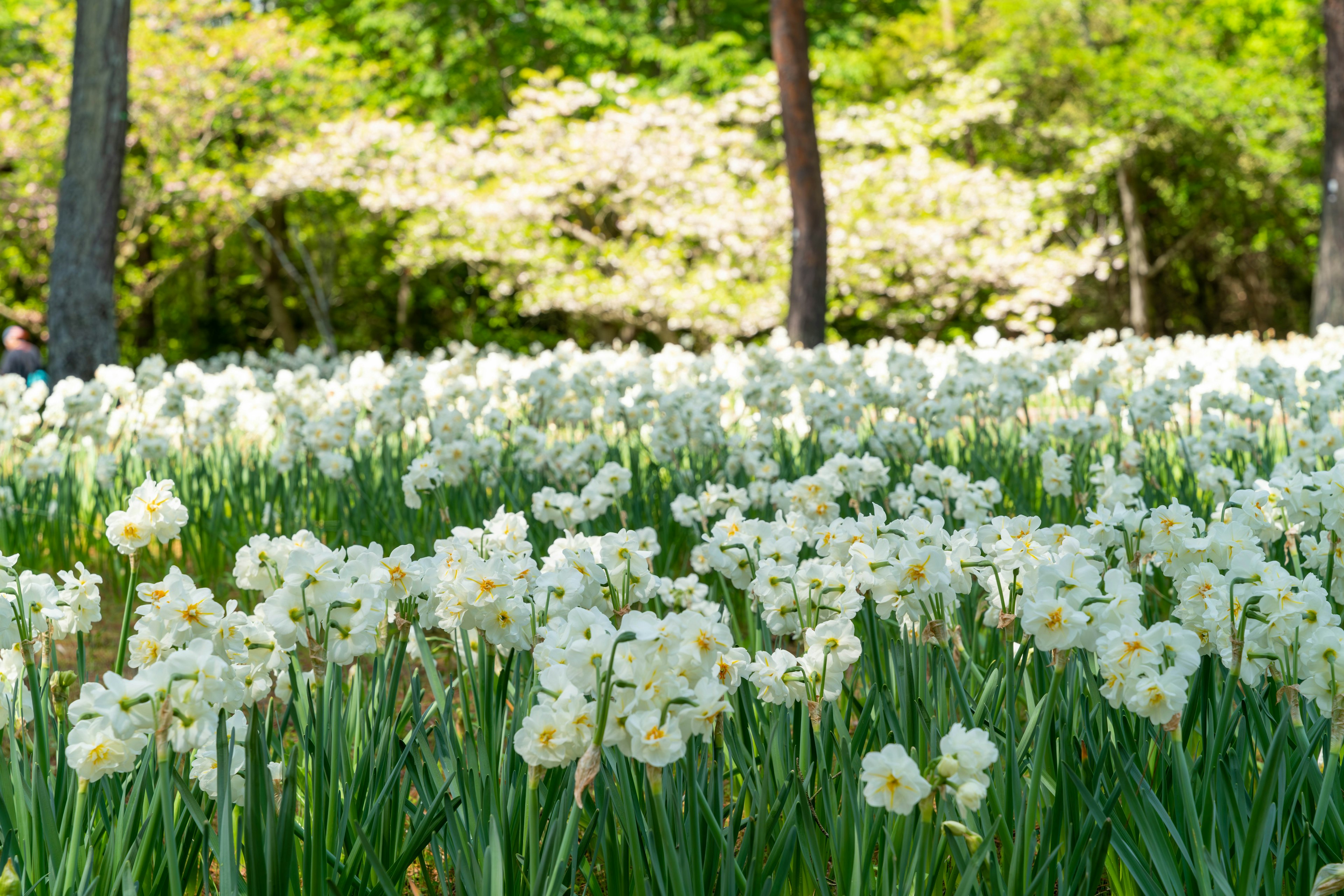 白い水仙の花が咲く緑豊かな公園の風景