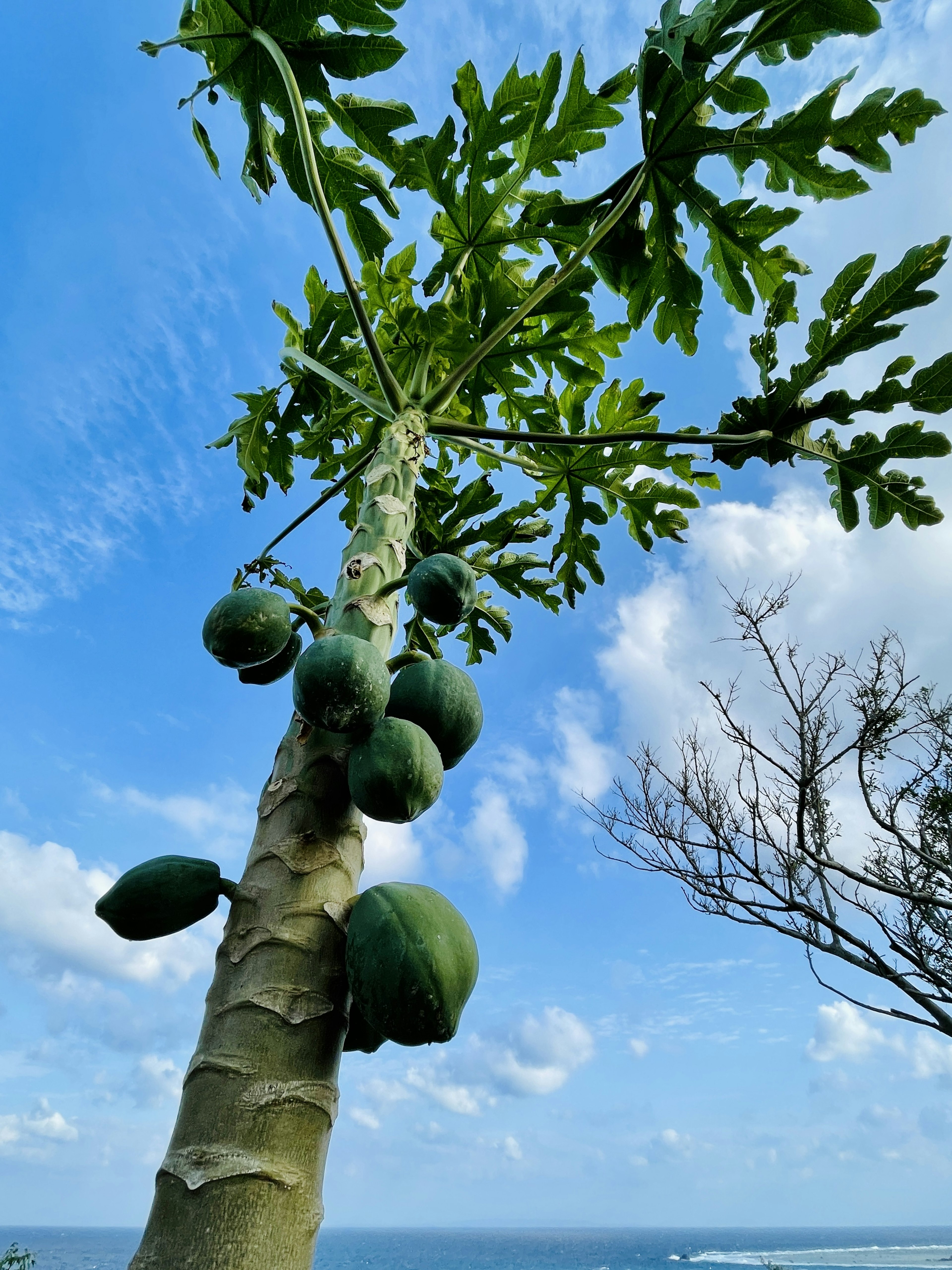 Papayabaum mit grünen Früchten unter einem blauen Himmel