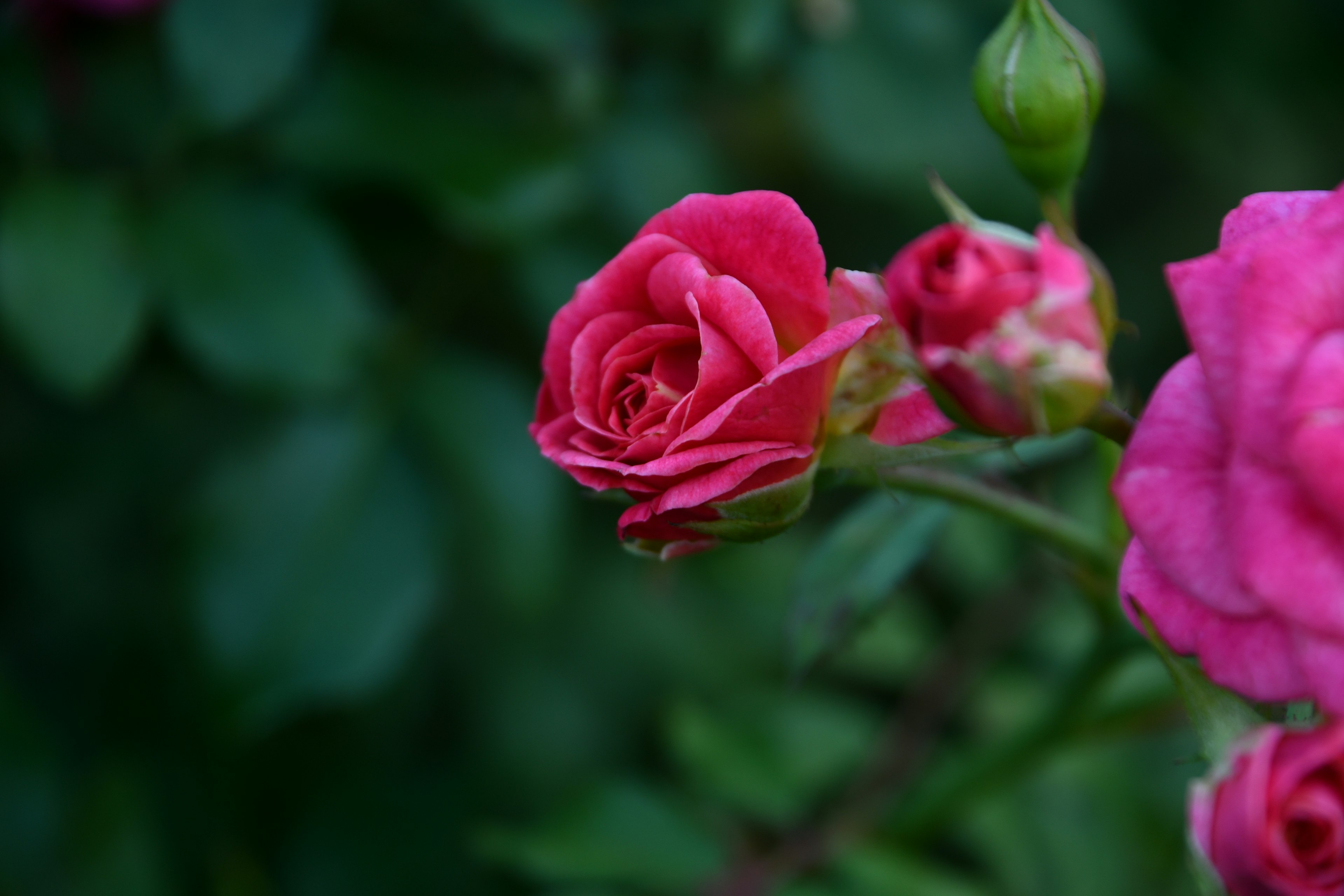 Nahaufnahme von lebhaften pinken Rosenblüten und Knospen vor grünem Blattwerk