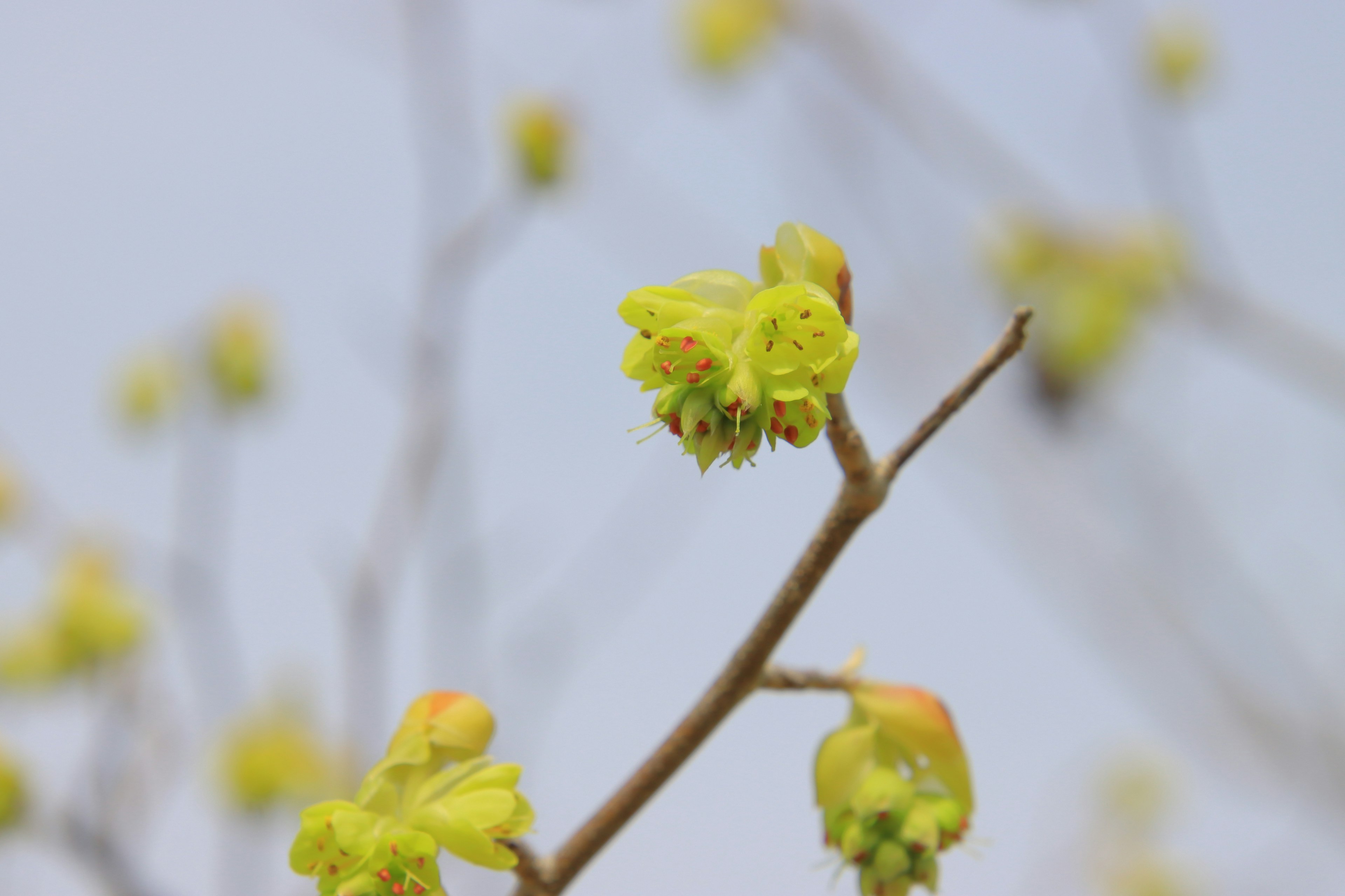 Close-up of a branch with budding green leaves