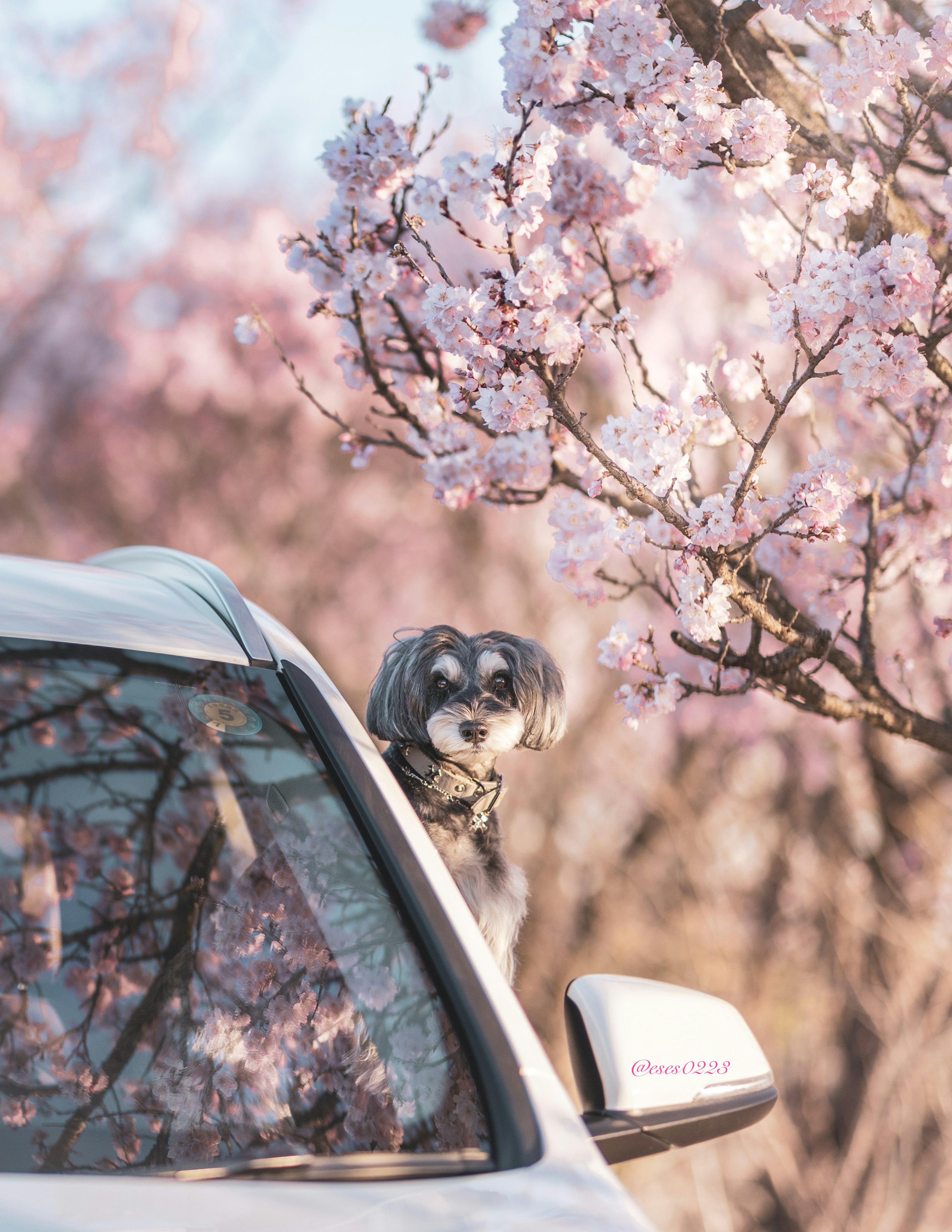 A dog peeking out of a car window near cherry blossom trees