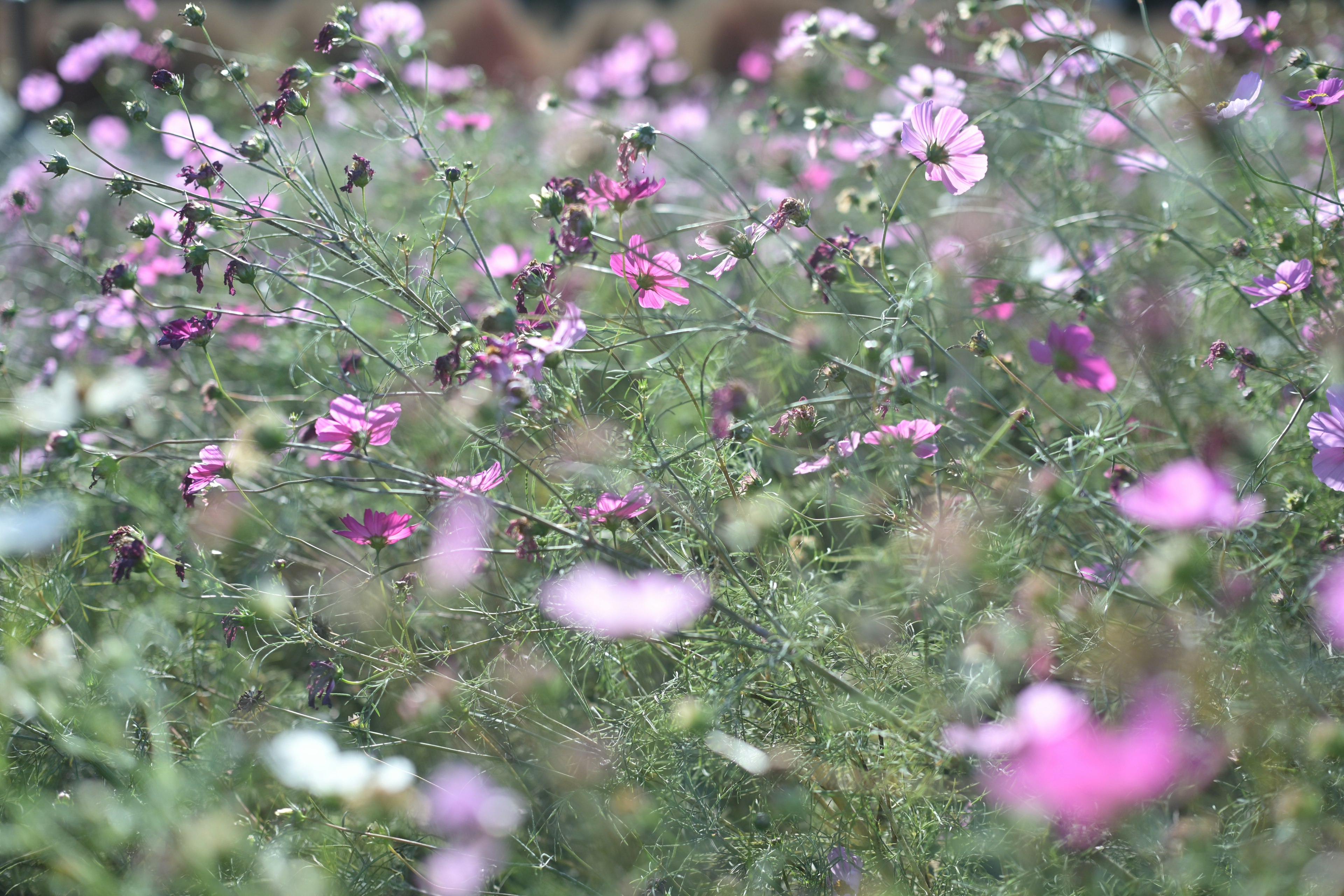 Un campo de flores coloridas en flor