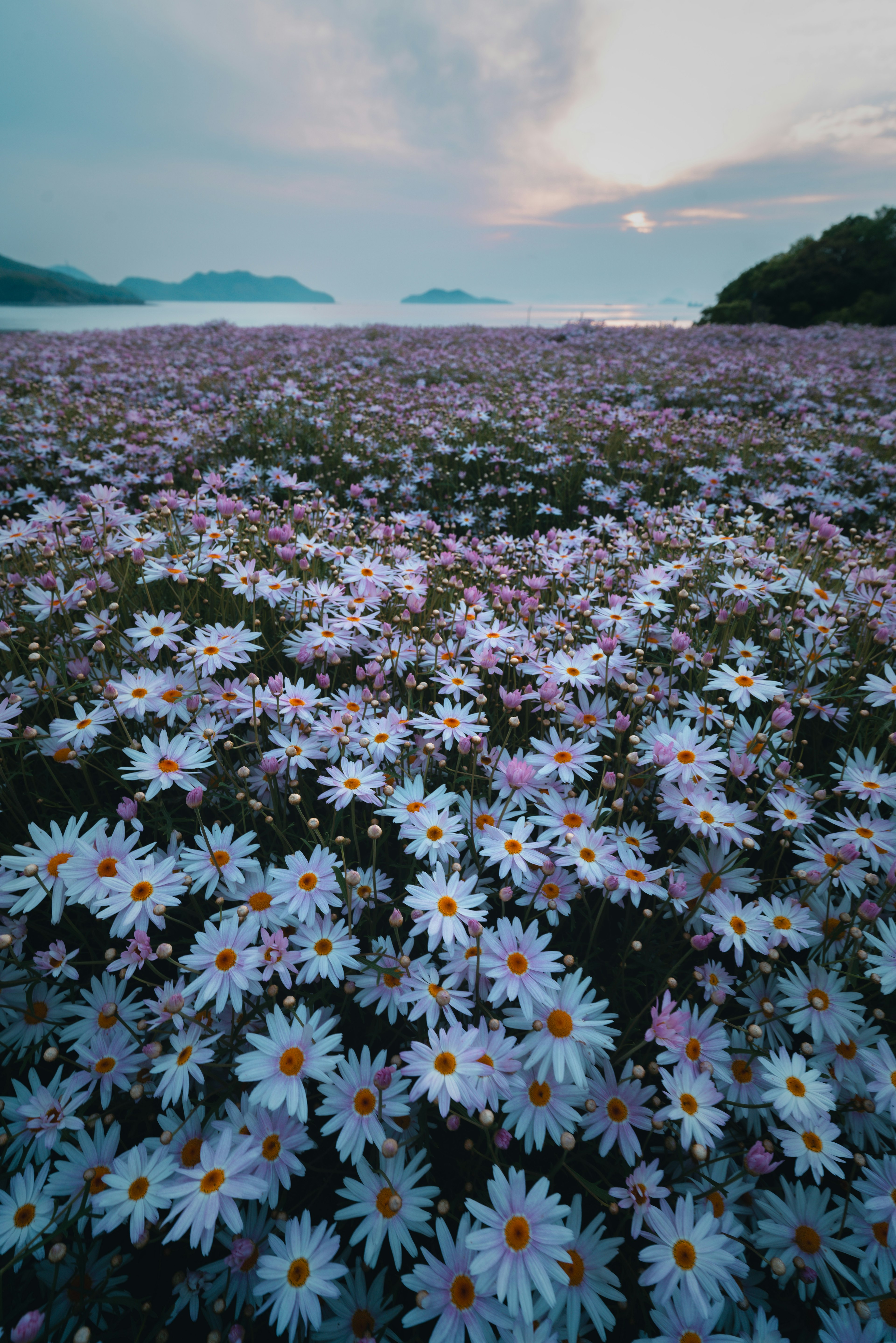 青い空と海を背景に咲く白い花々の広がり