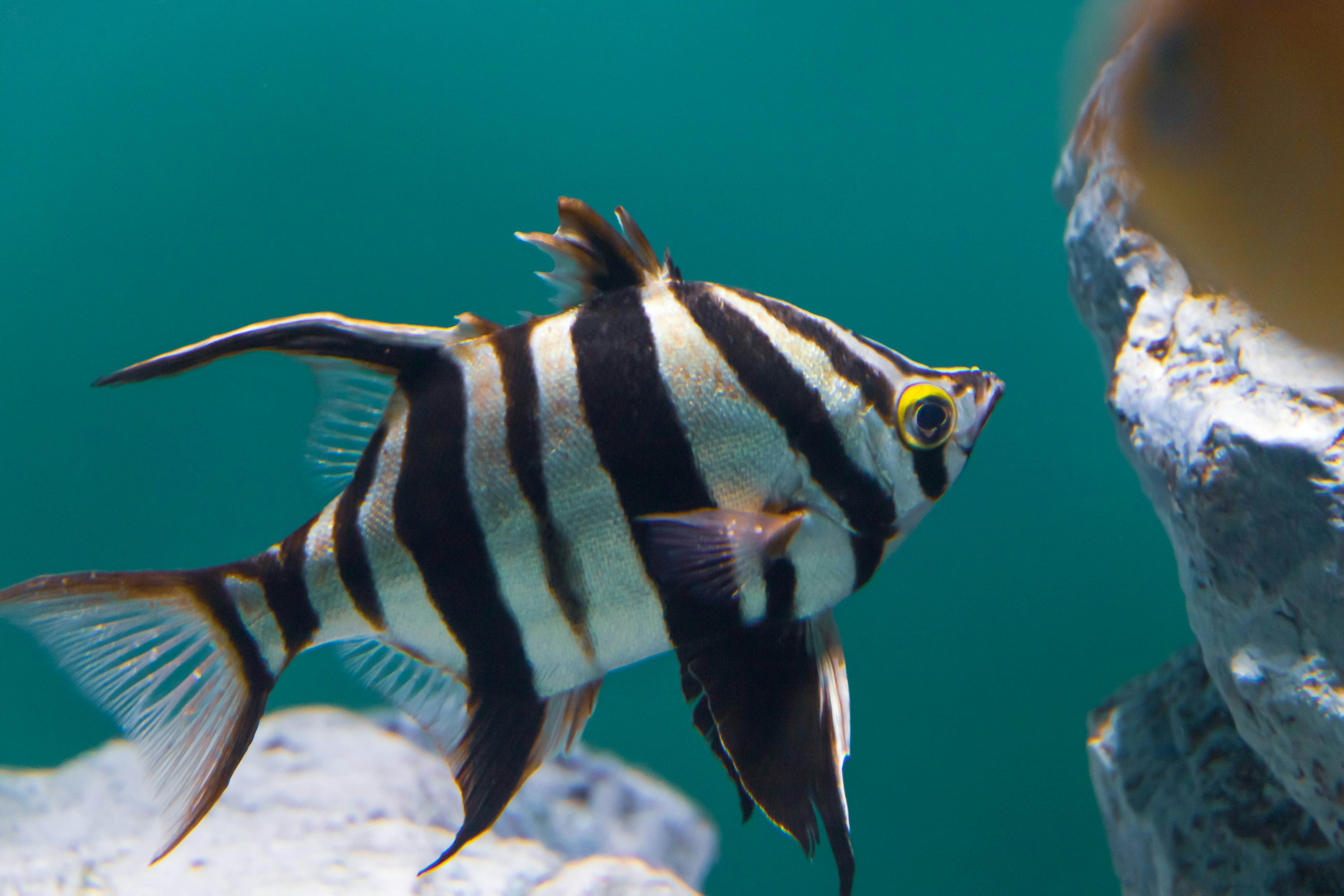 Ikan bergaris berenang di dalam air