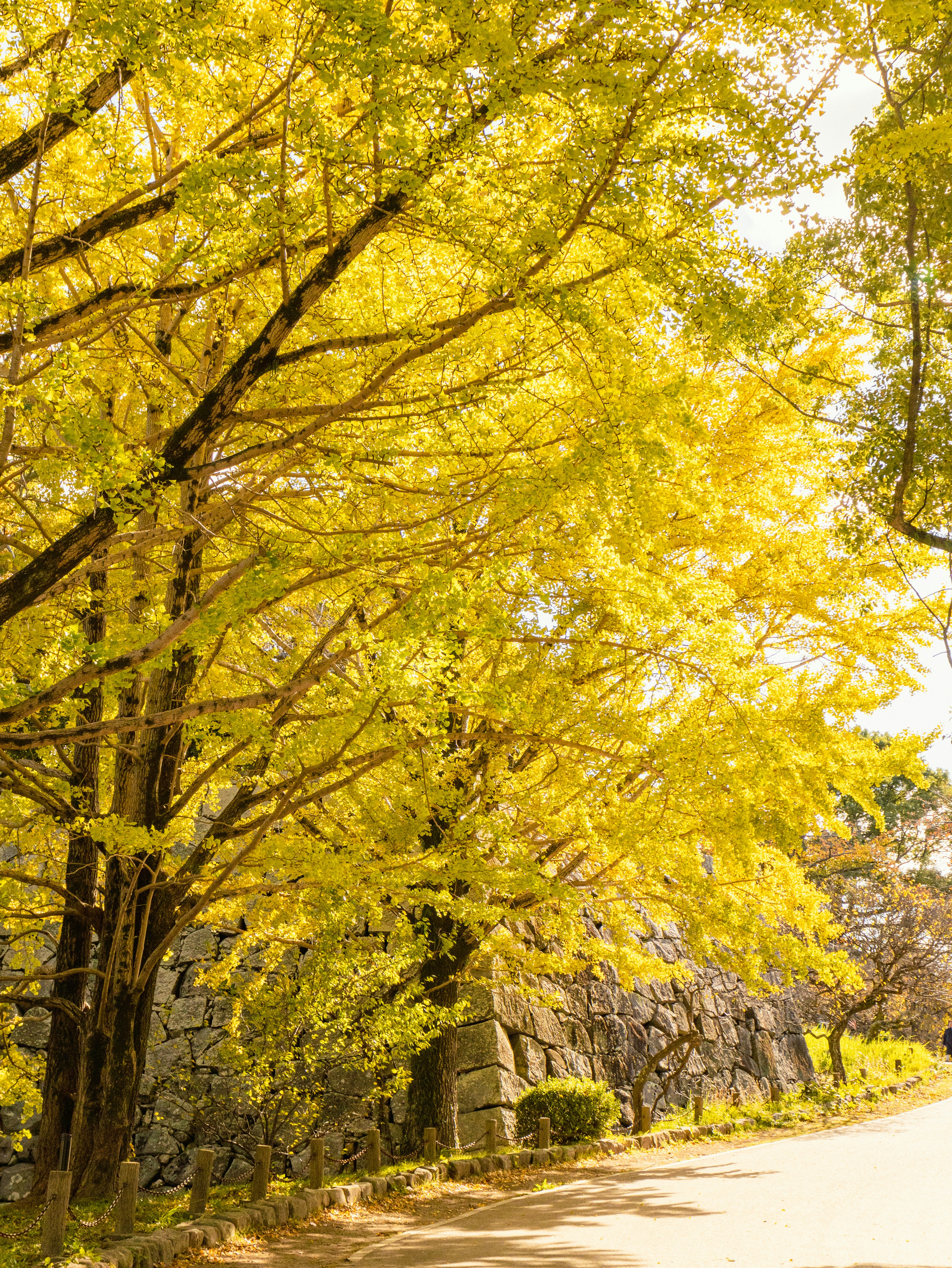 Sentiero fiancheggiato da alberi con foglie gialle vivaci