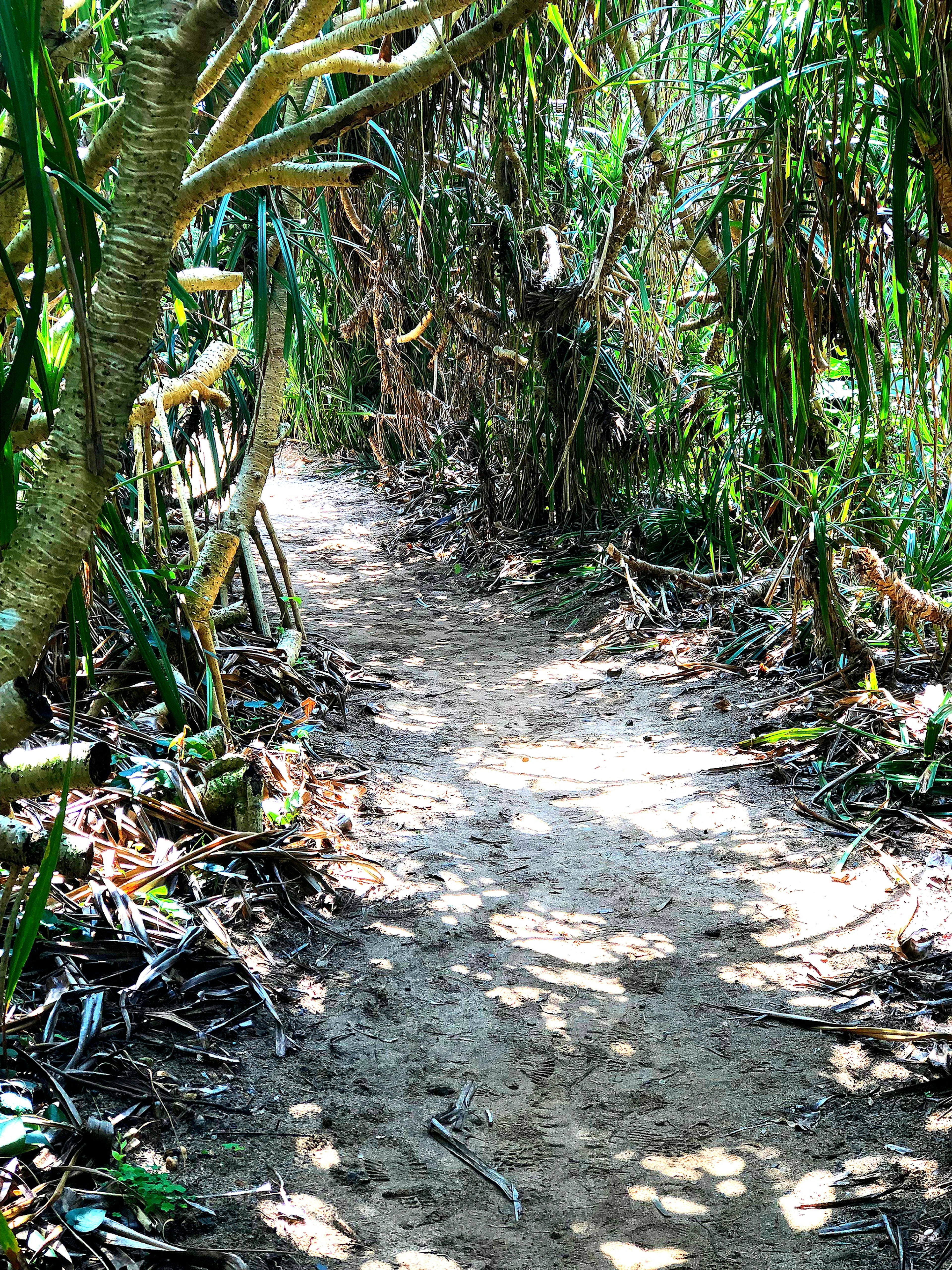 Narrow forest path surrounded by lush green vegetation