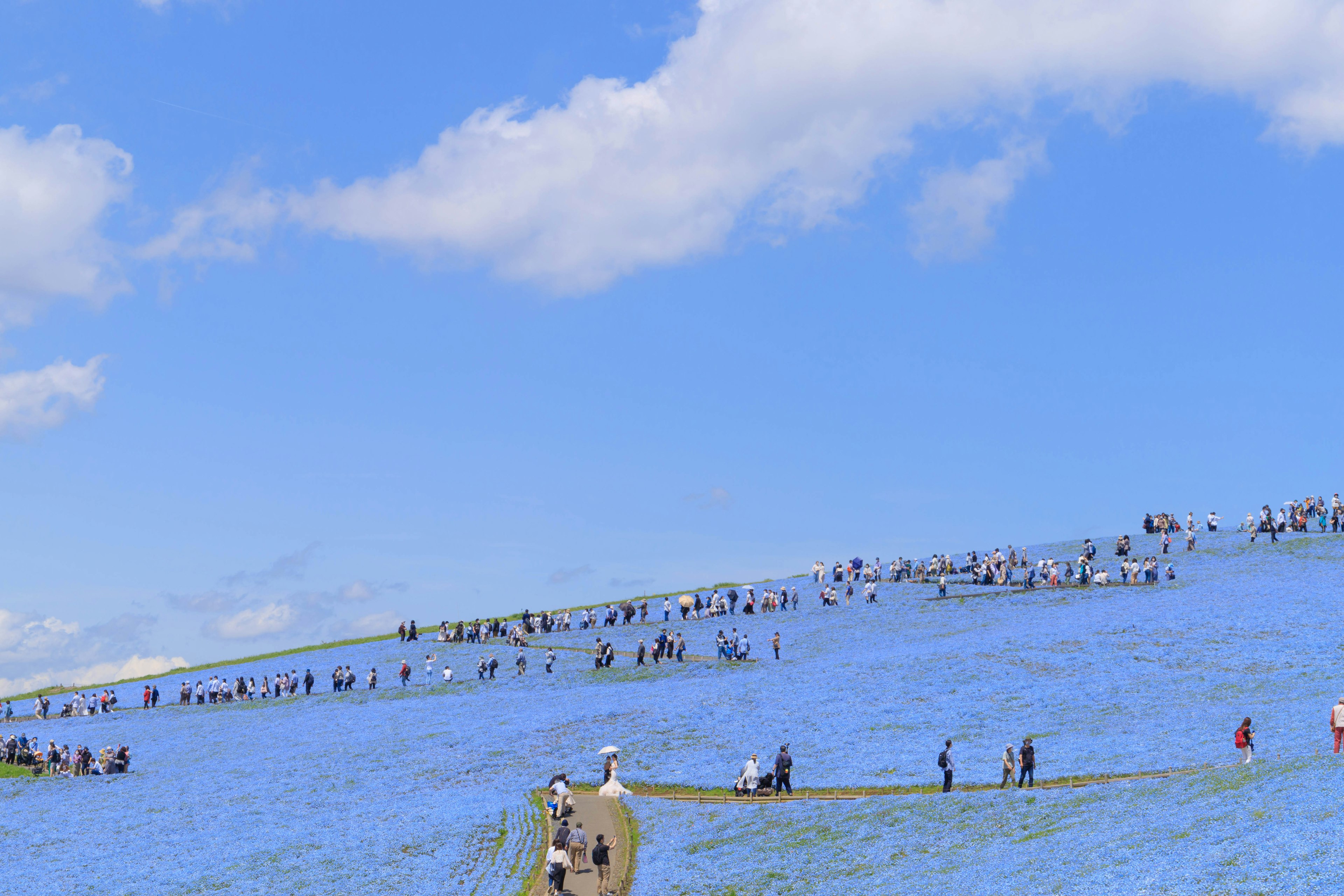 Un paysage d'une colline recouverte de fleurs bleues avec de nombreuses personnes marchant