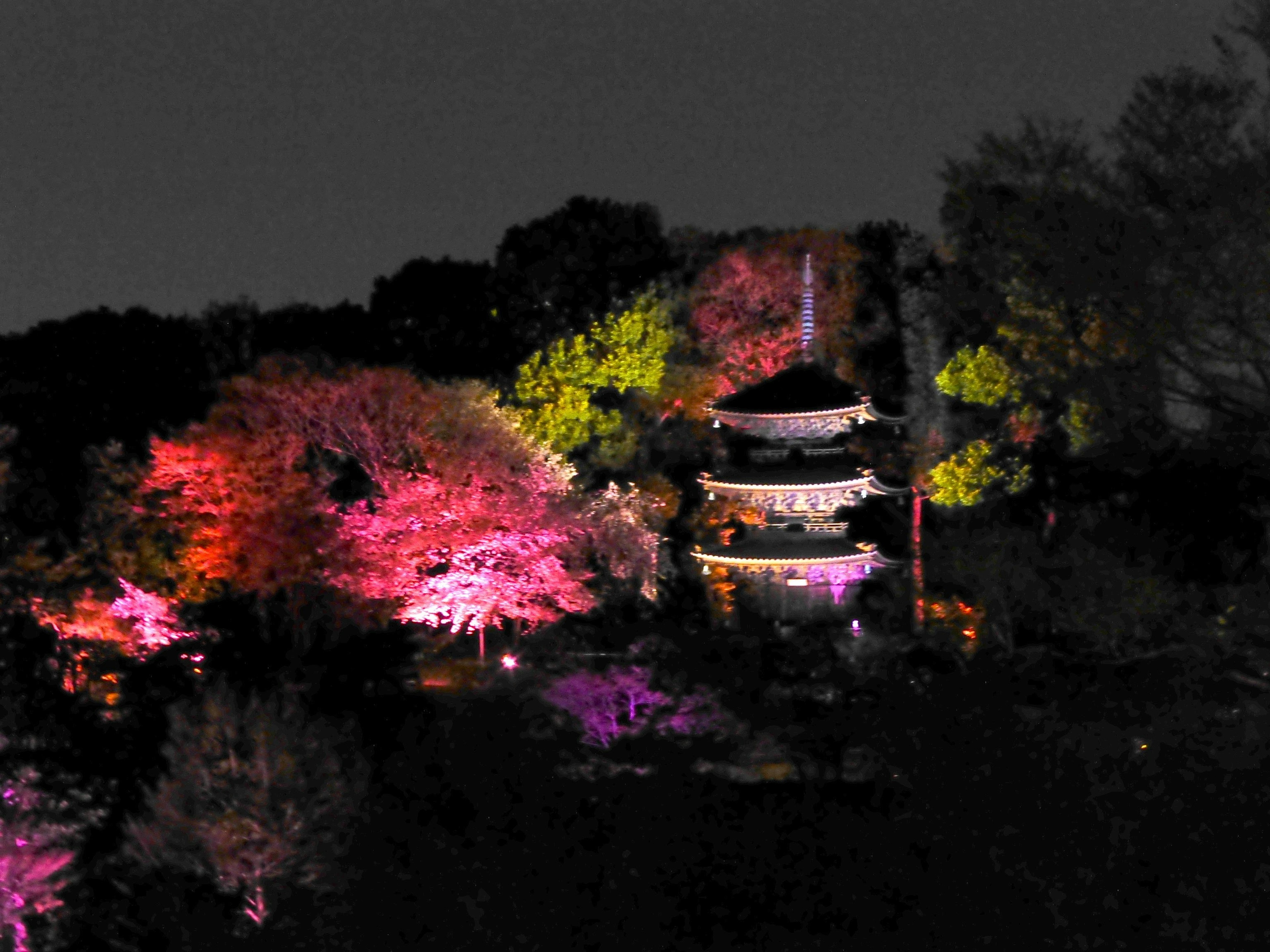 Hermosa escena nocturna de cerezos y una pagoda