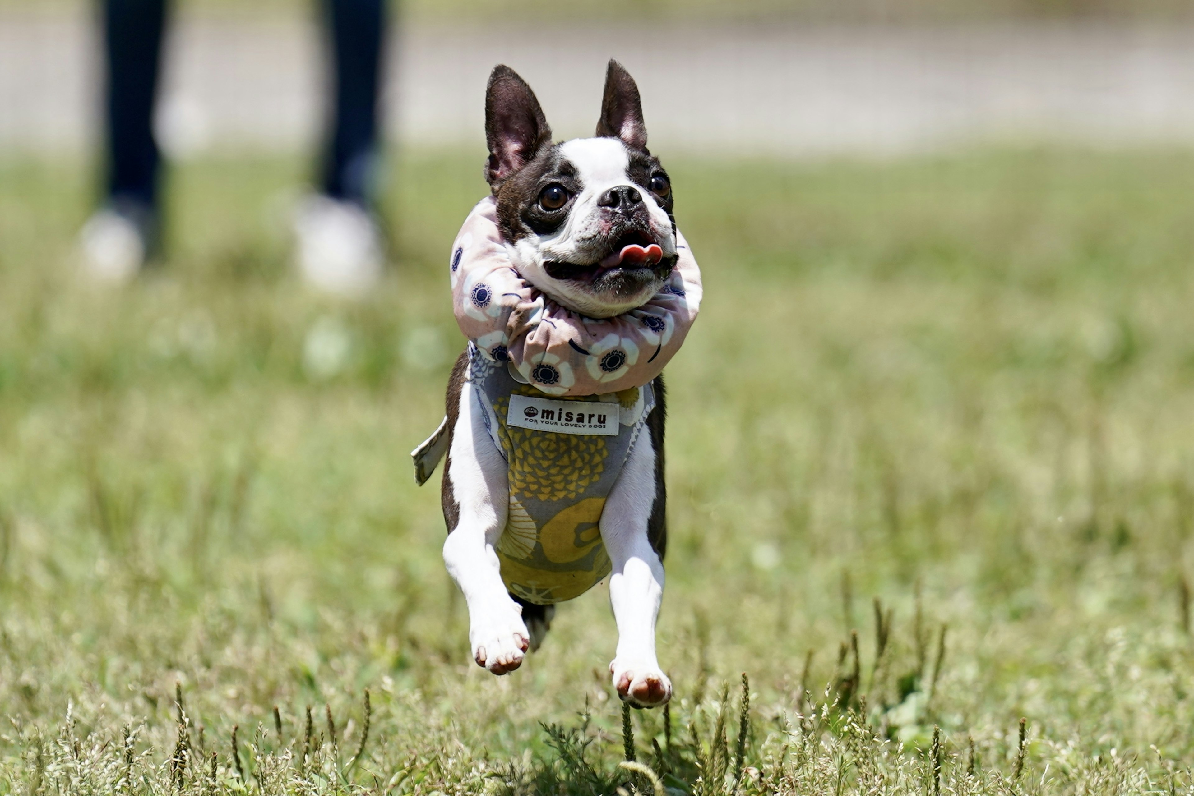 A Boston Terrier running across a grassy field