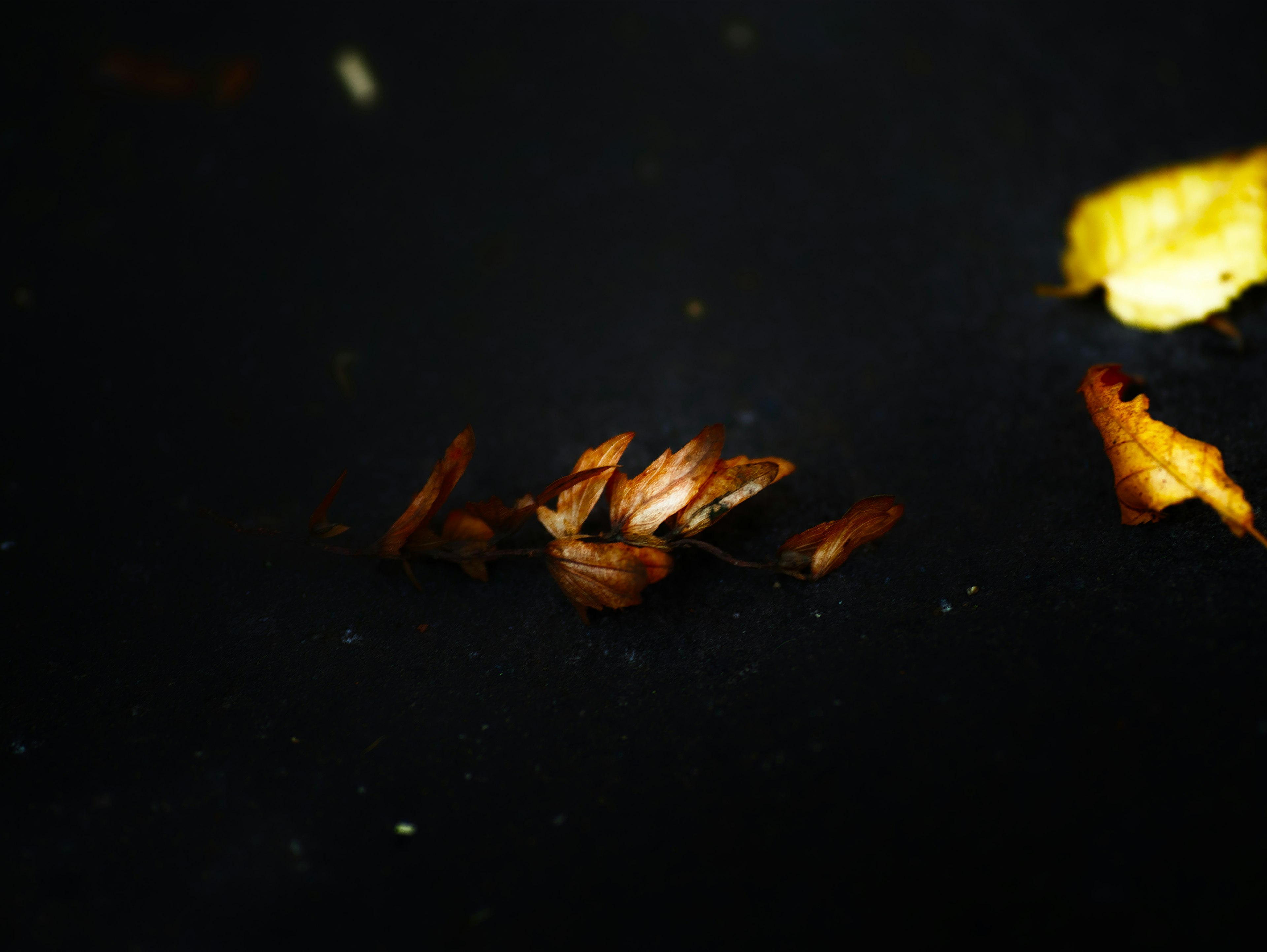 Feuilles brunes et jaunes flottant à la surface de l'eau