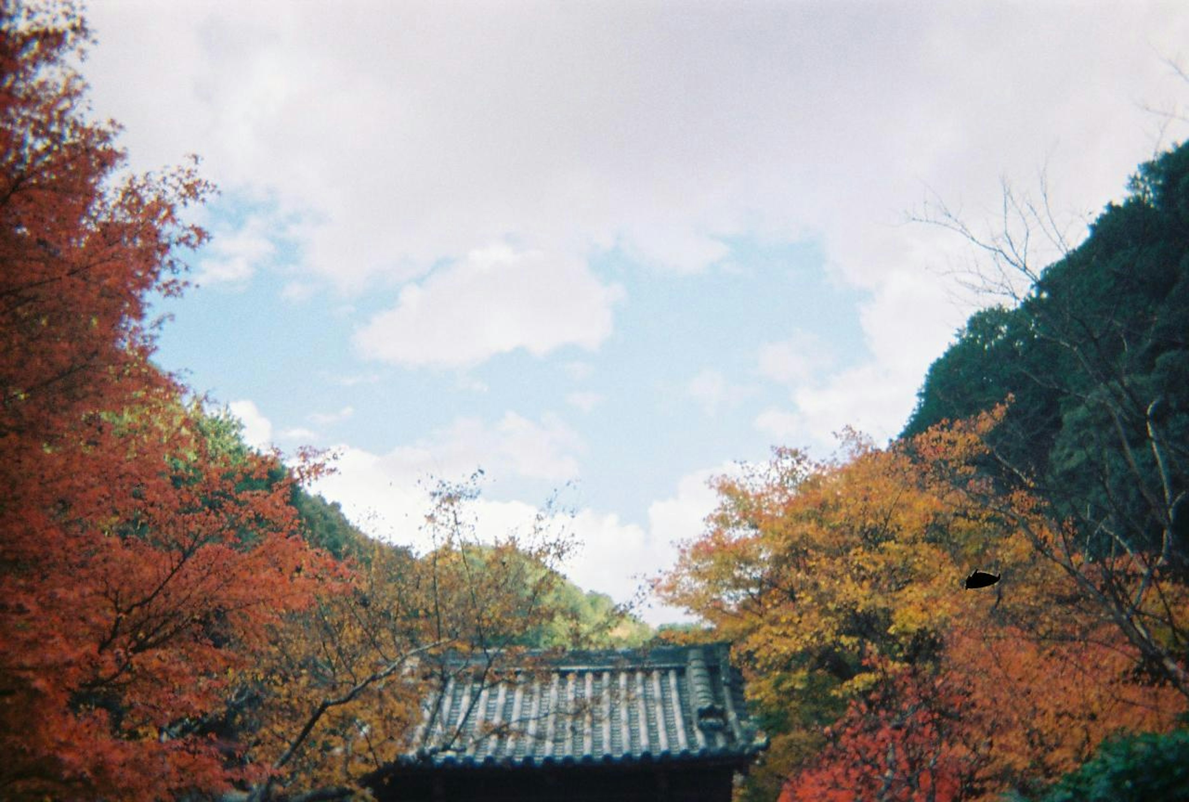 秋の紅葉と青空が広がる風景 古い屋根の建物が見える