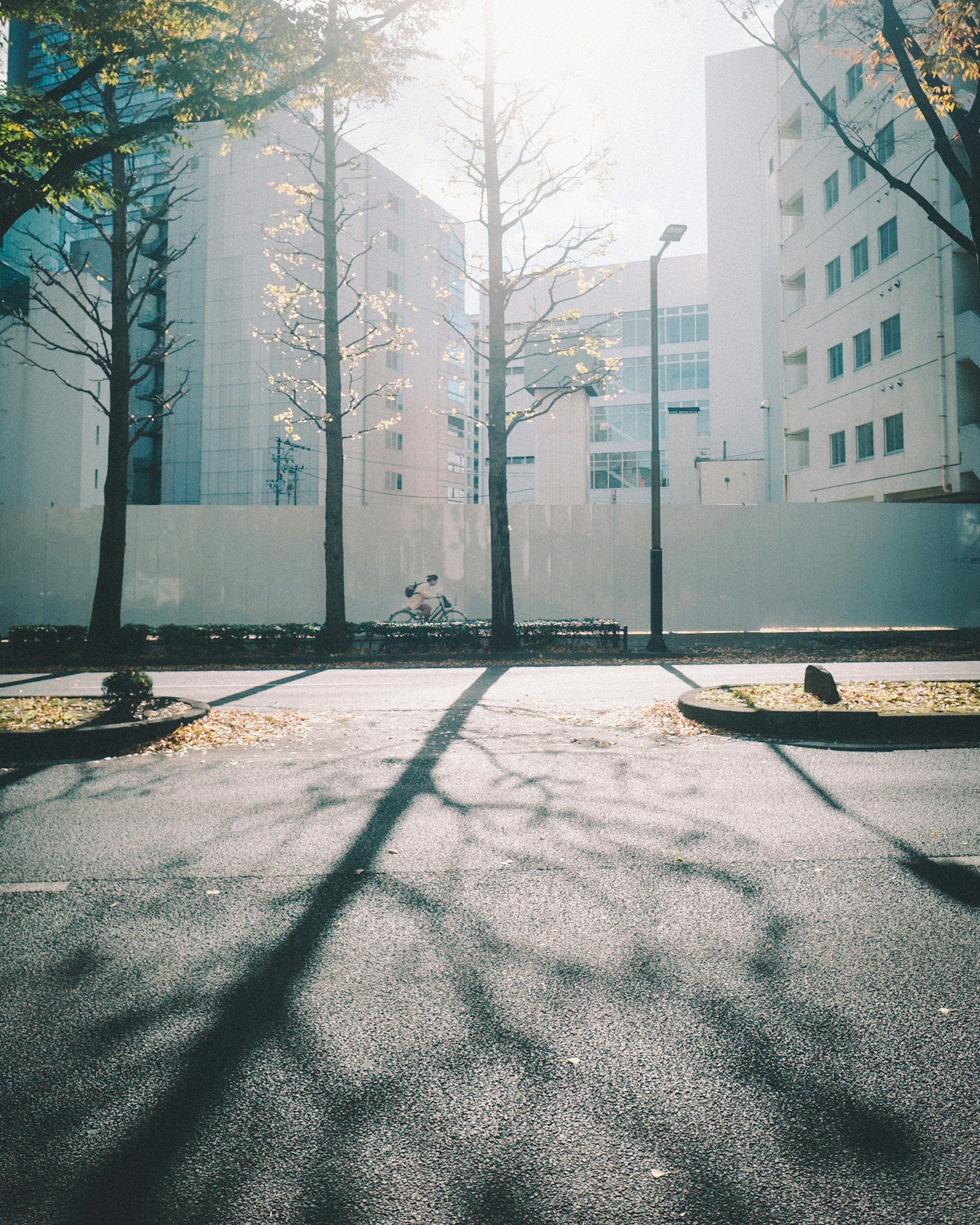 晴れた日に影を落とす木々とビルの風景