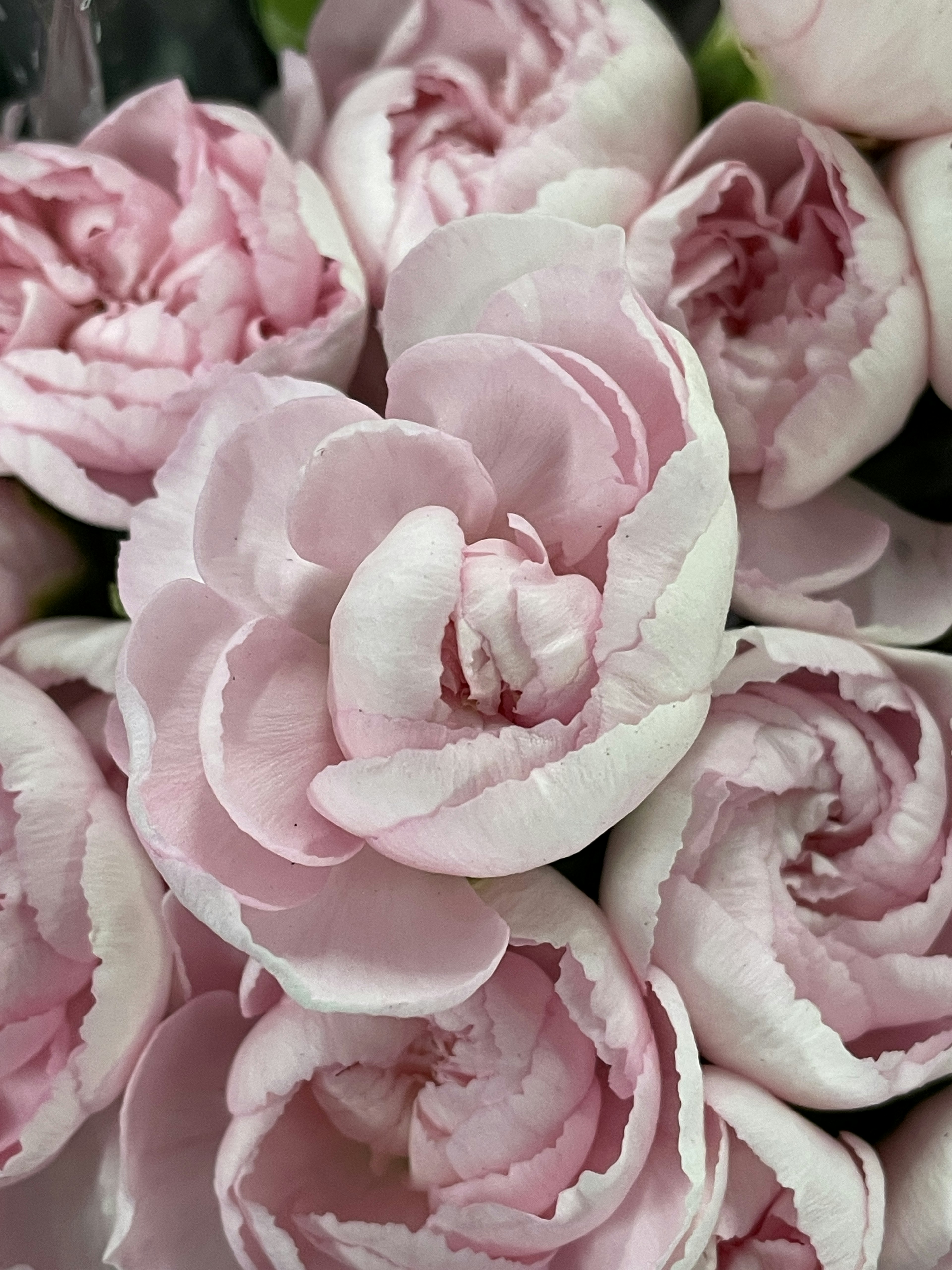 Close-up bunga ranunculus pink yang halus mekar penuh