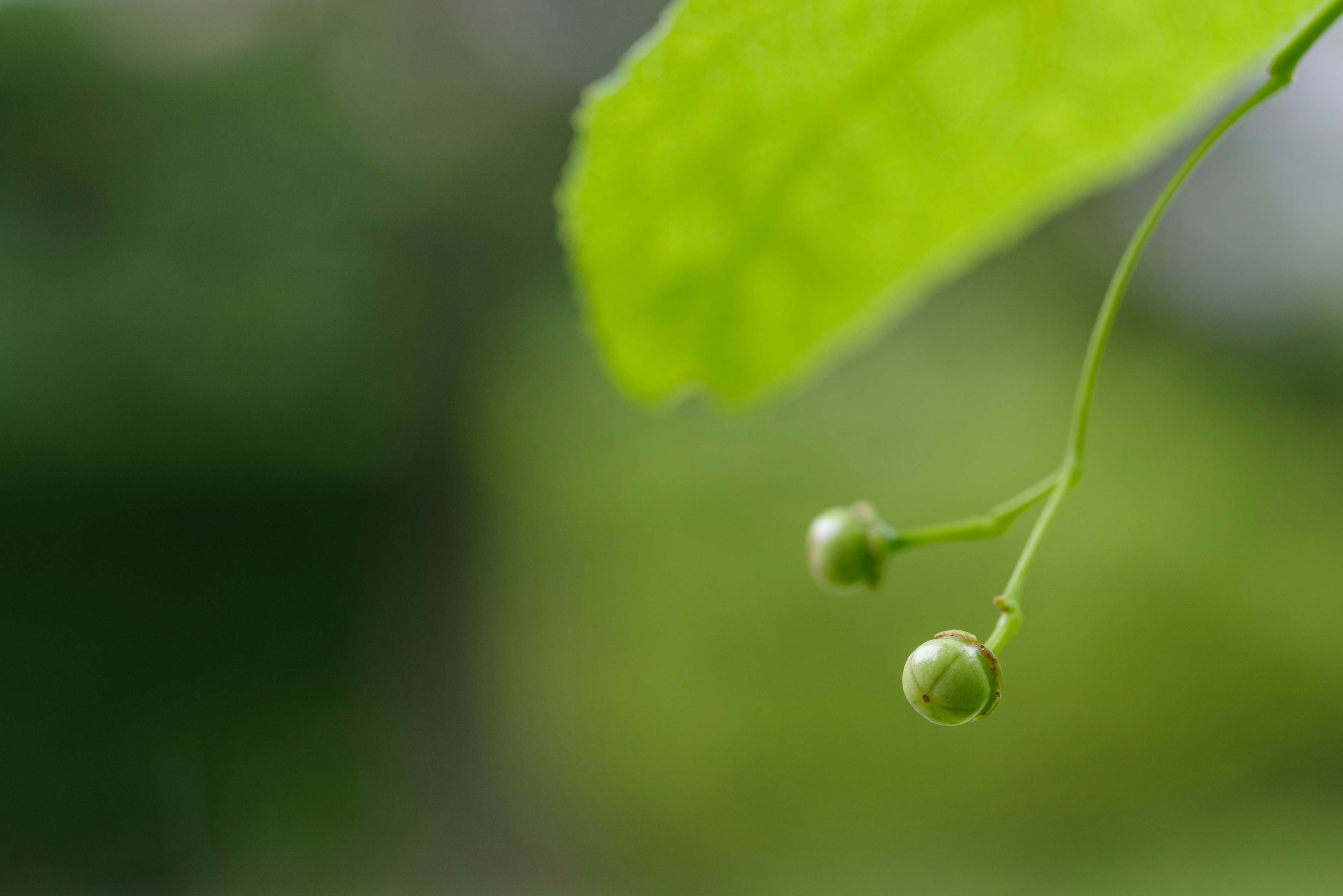 Close-up daun hijau dengan buah kecil