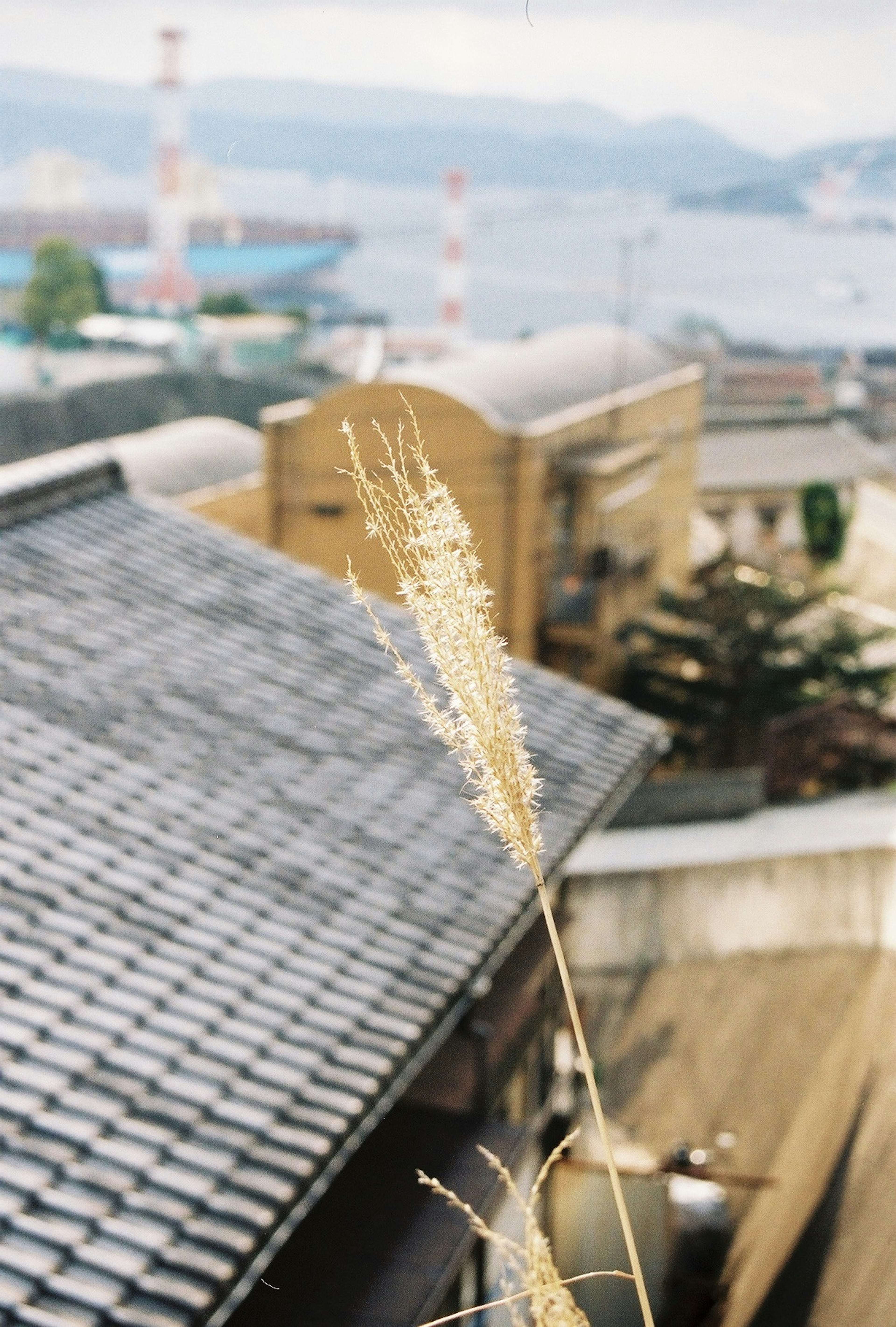 Golden grass spike against a rooftop and distant harbor