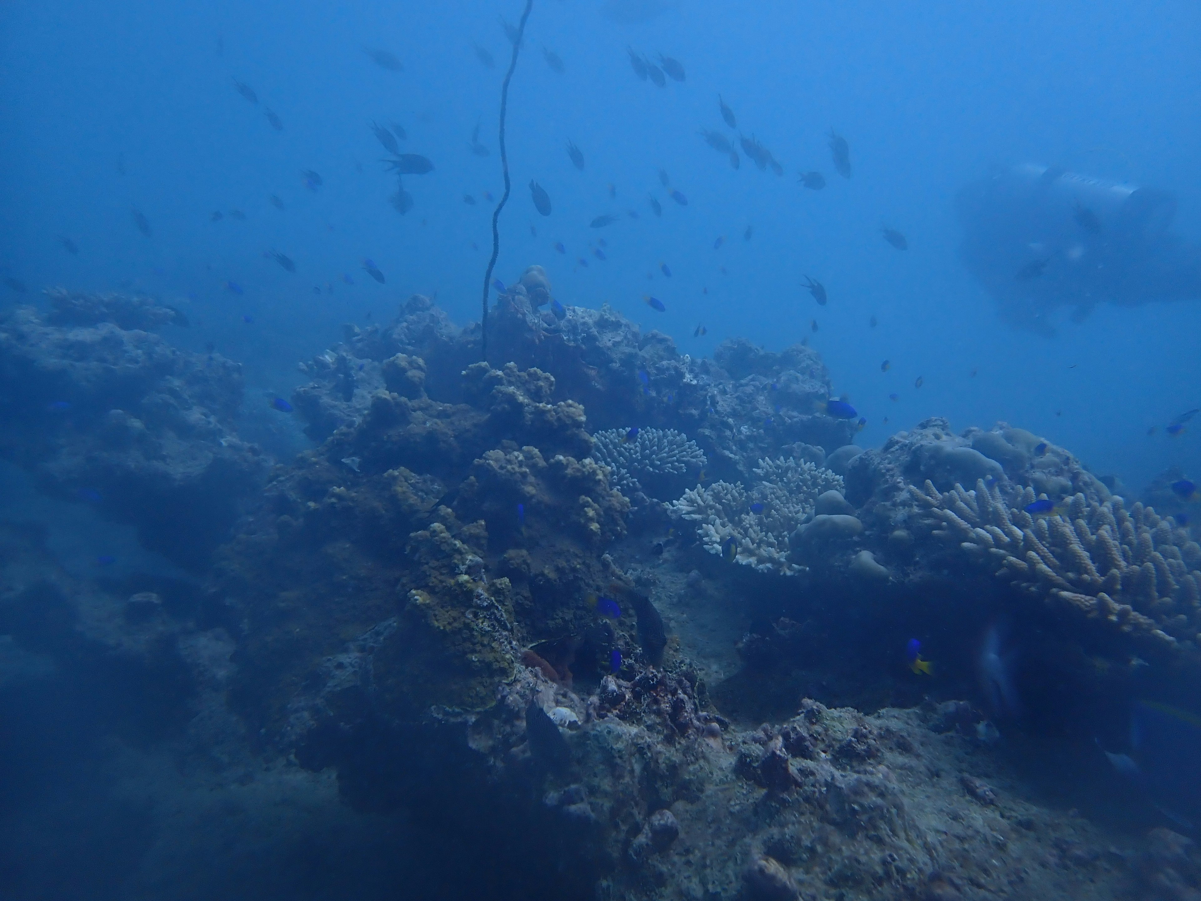 Korallenriff mit einem Fischschwarm in einem blauen Ozean