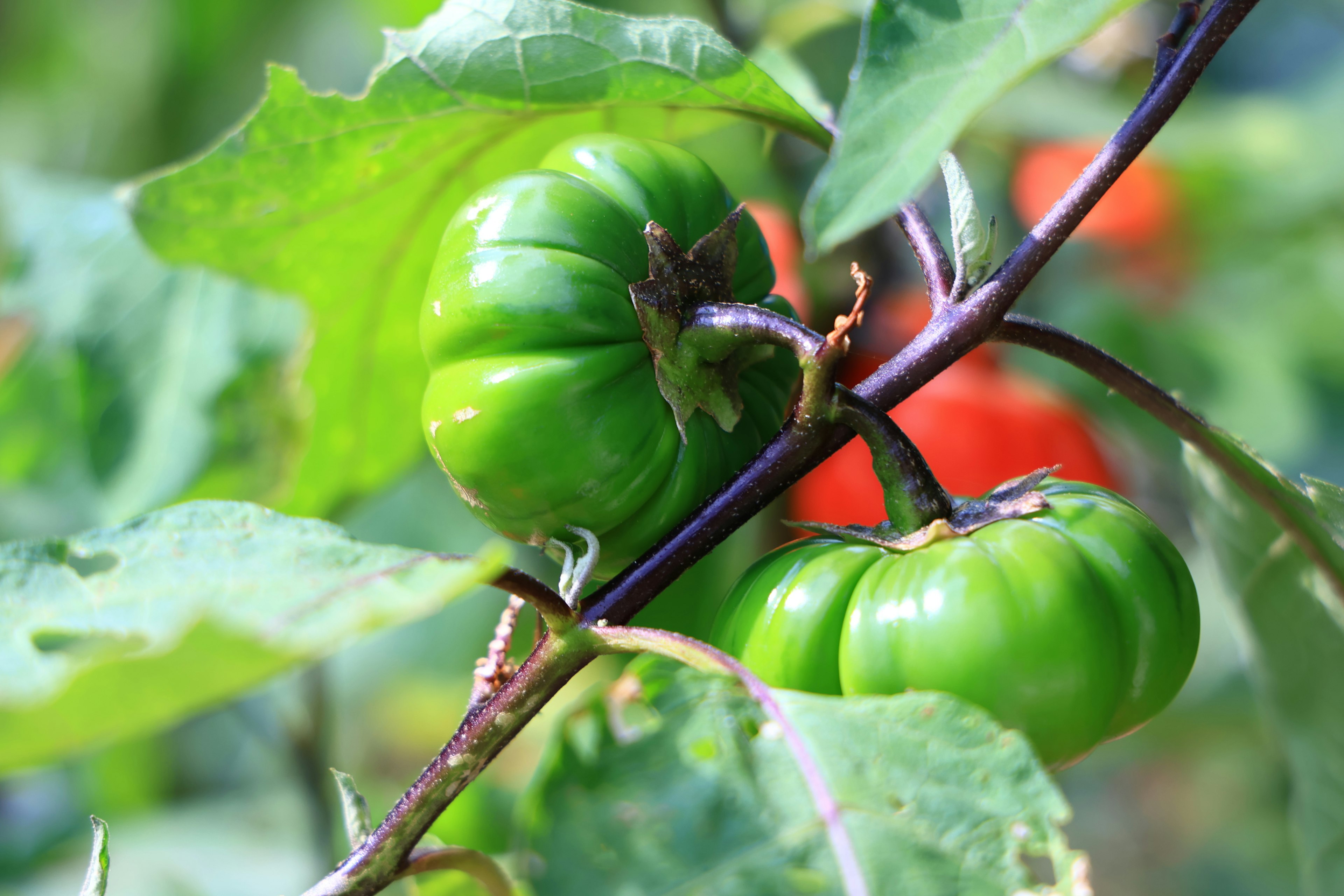 Pomodori verdi che crescono su una vite tra le foglie