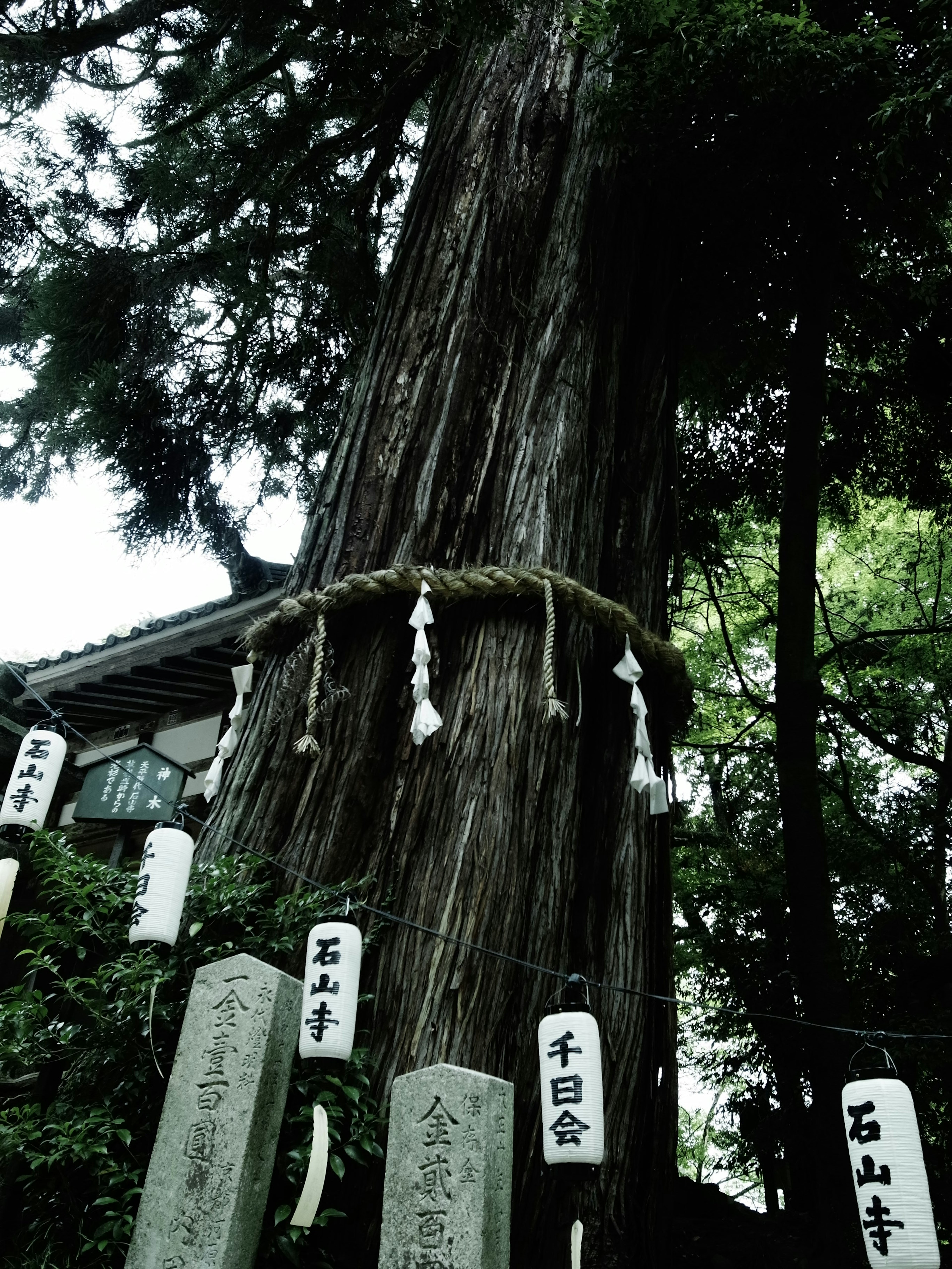 Sacred landscape featuring a large tree and surrounding stone monuments