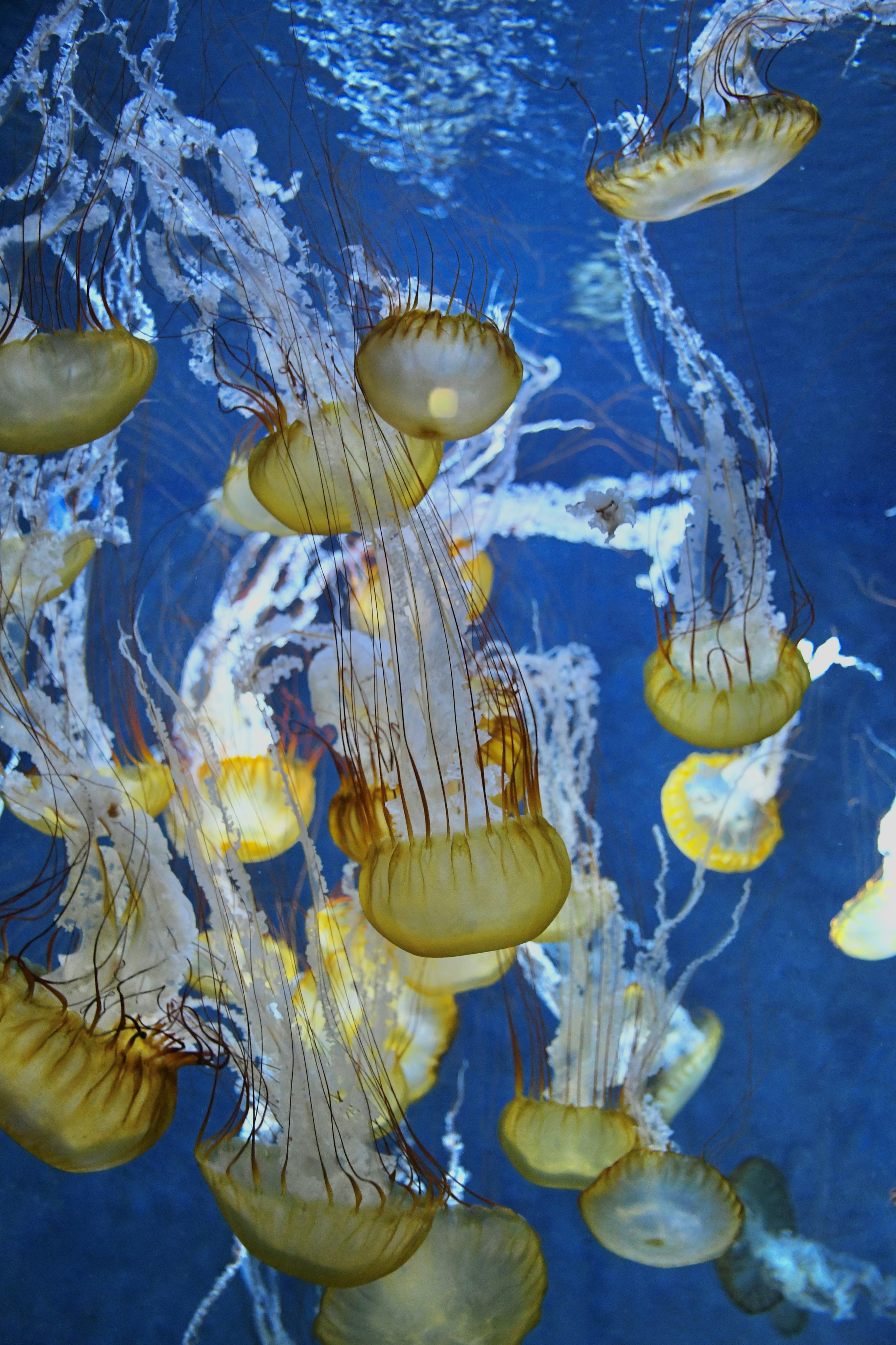 Eine Gruppe von Quallen, die elegant im blauen Wasser schwimmen