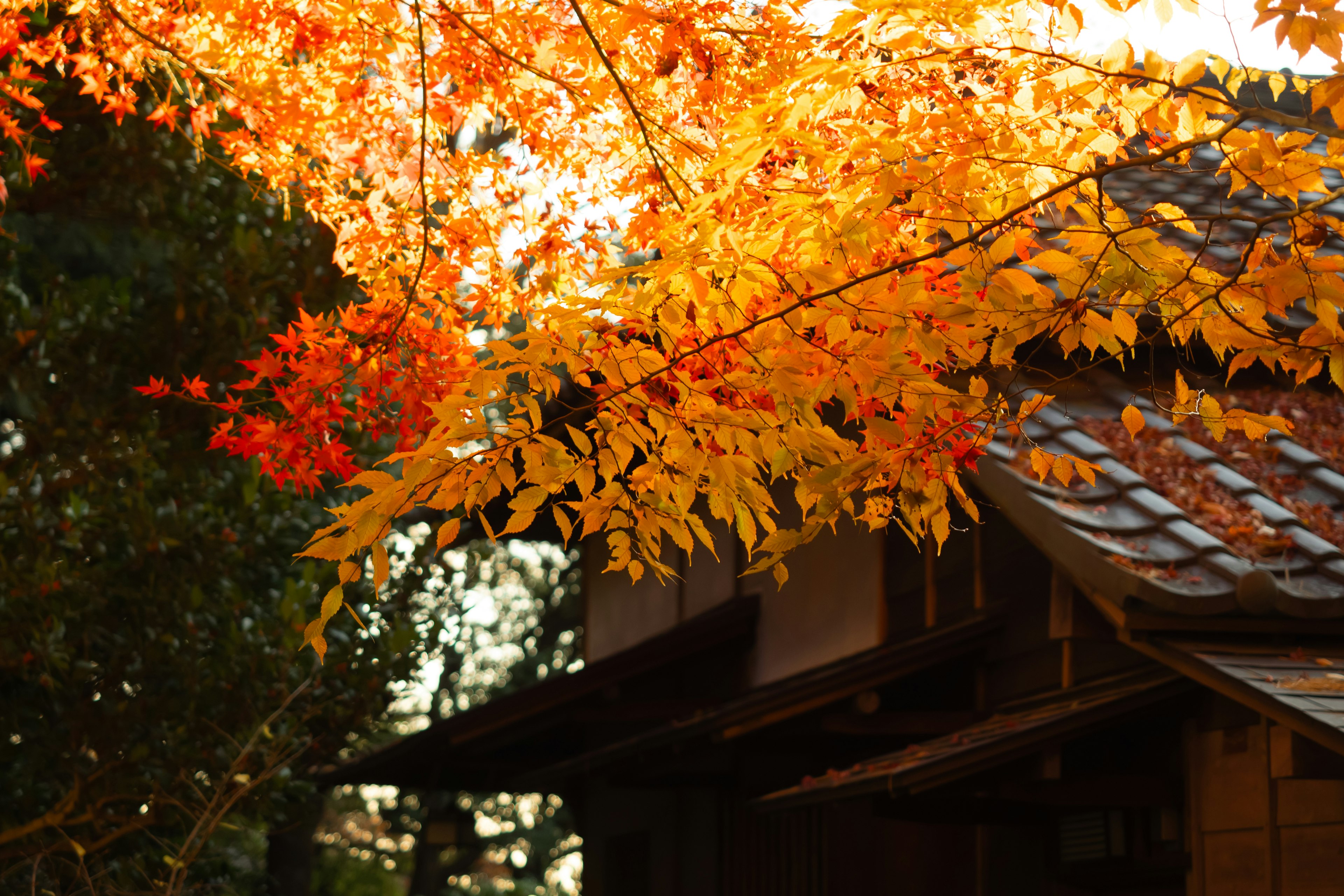 Una casa japonesa con hermoso follaje de otoño