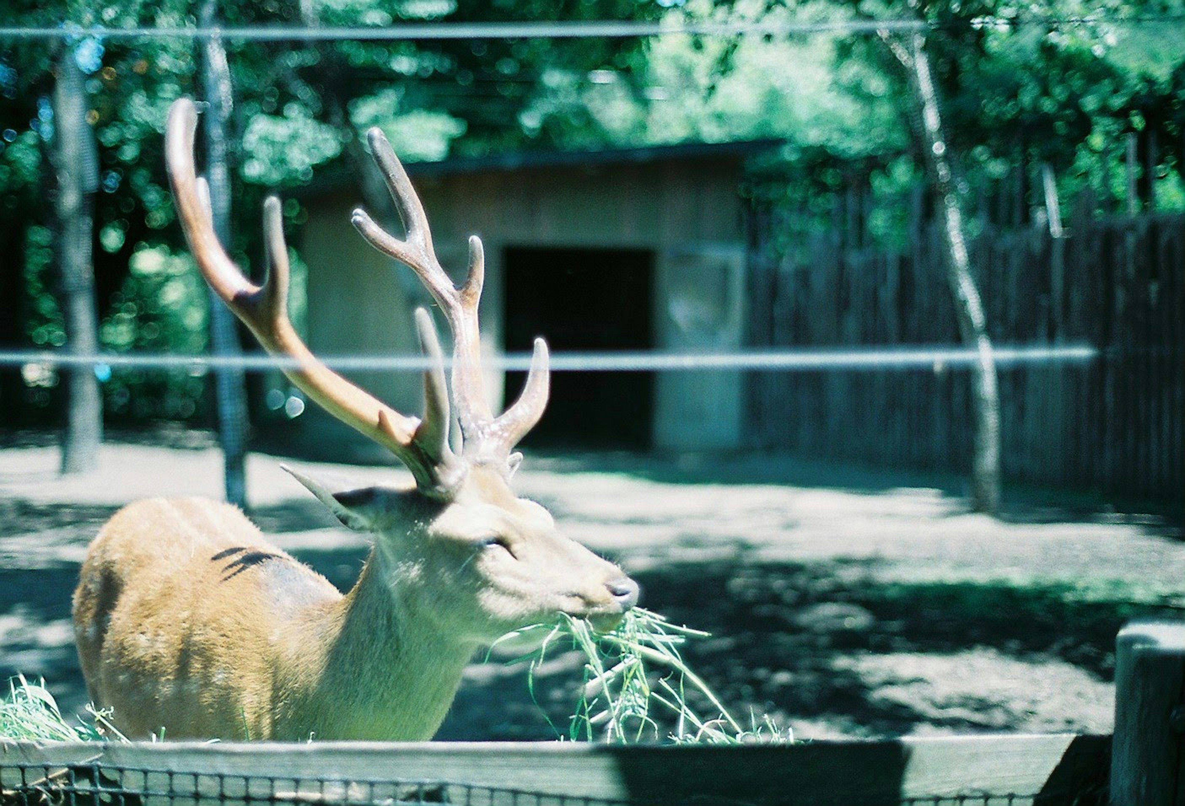 Un cerf en train de manger de l'herbe avec une cabane et des arbres en arrière-plan