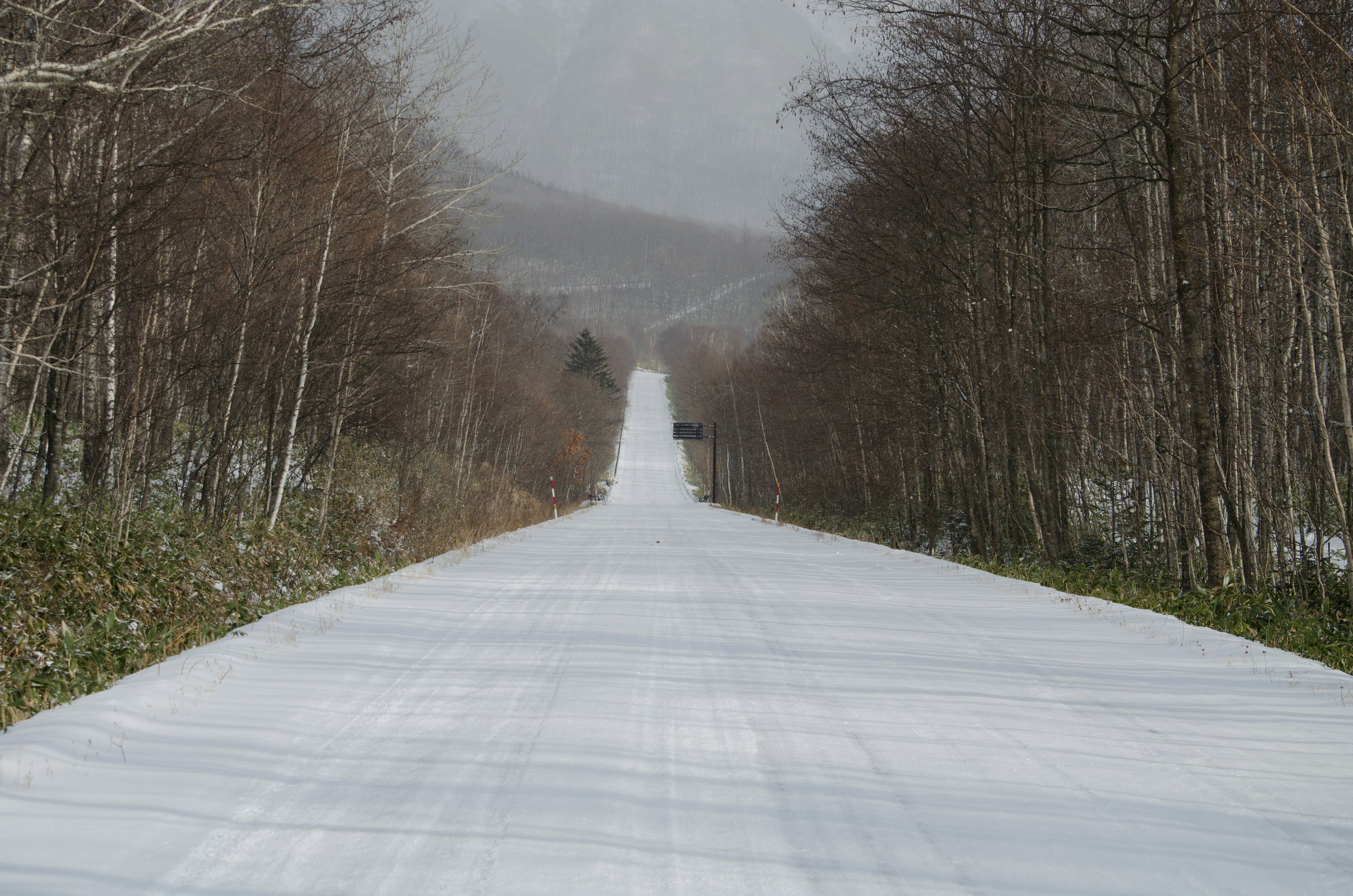 雪に覆われた道路が続き周囲には木々が立ち並んでいる